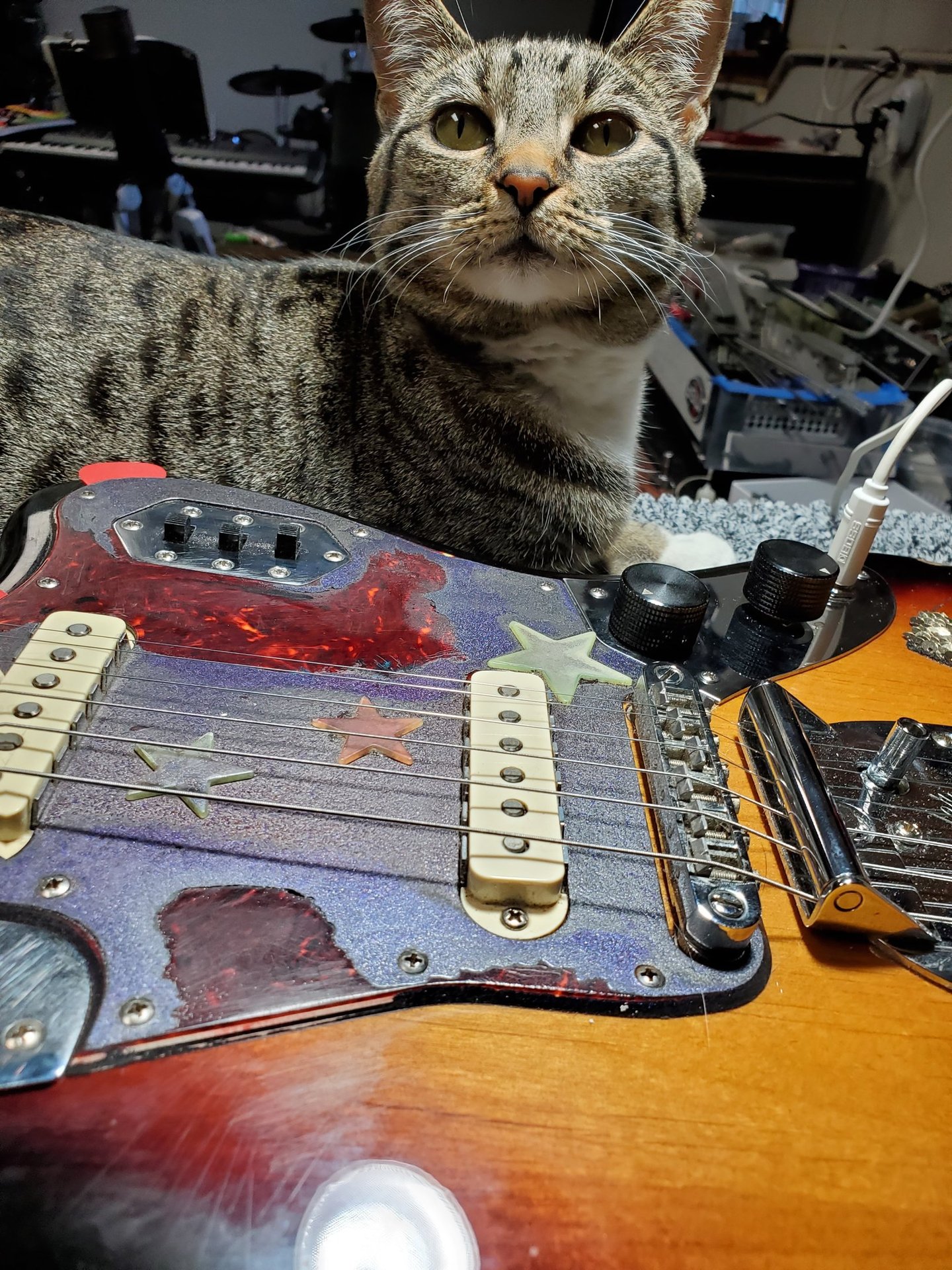 Ivy the cat inspects all the work done at the shop. Guitar set-up and spa treatment