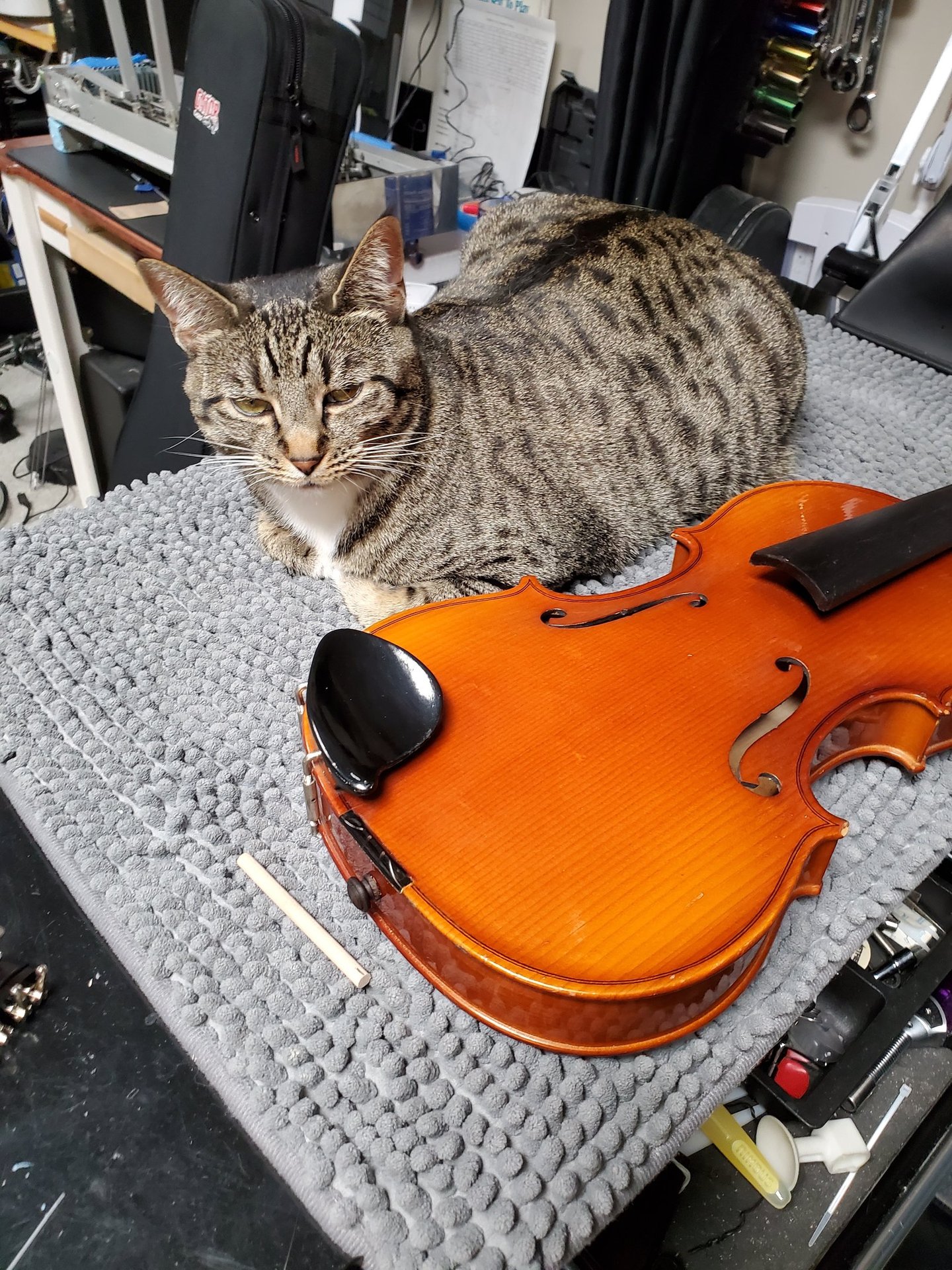Repair and maintenance on orchestral instruments. Supervised by Ivy the cat