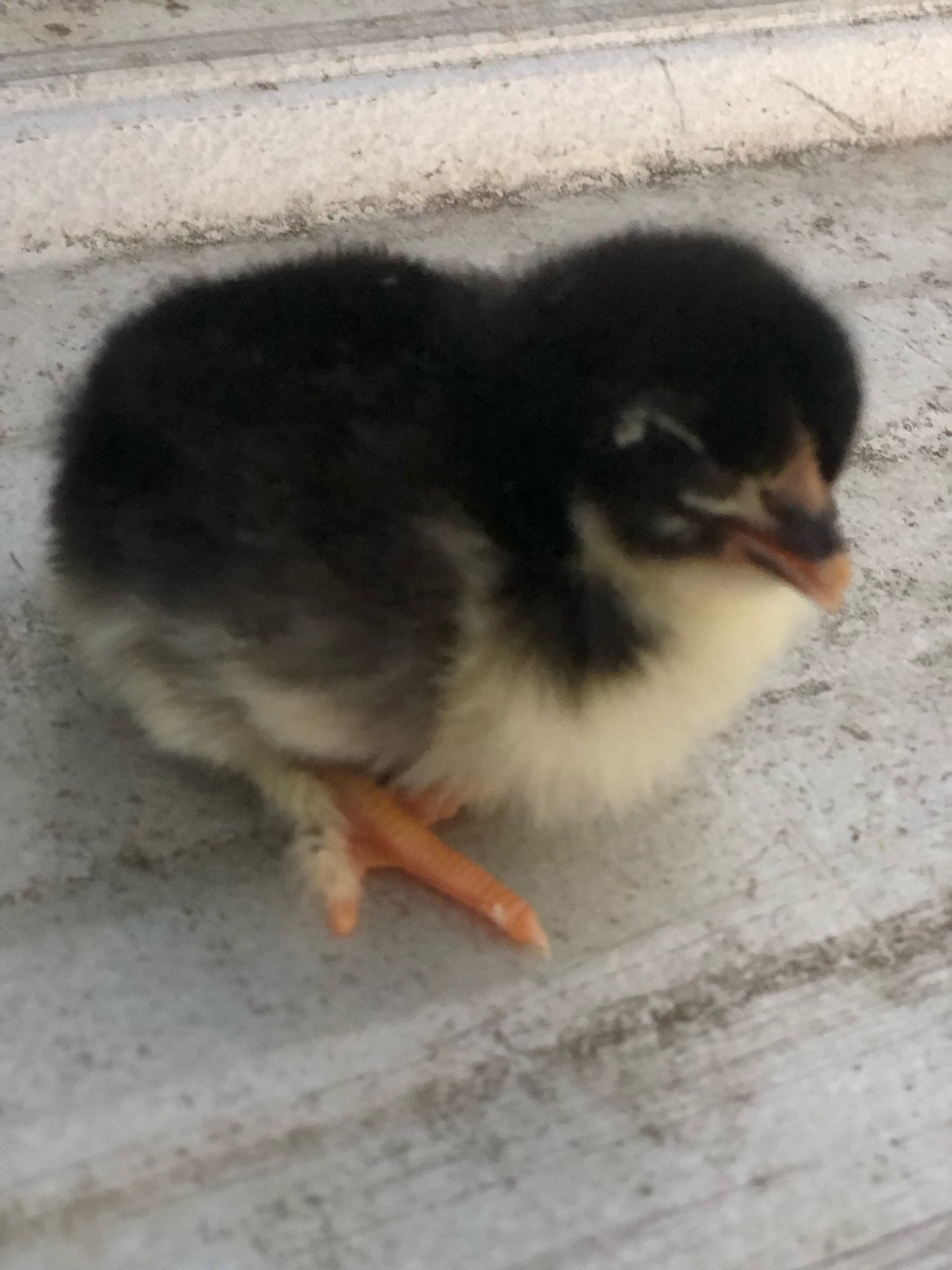 BLACK COPPER MARAN CHICK