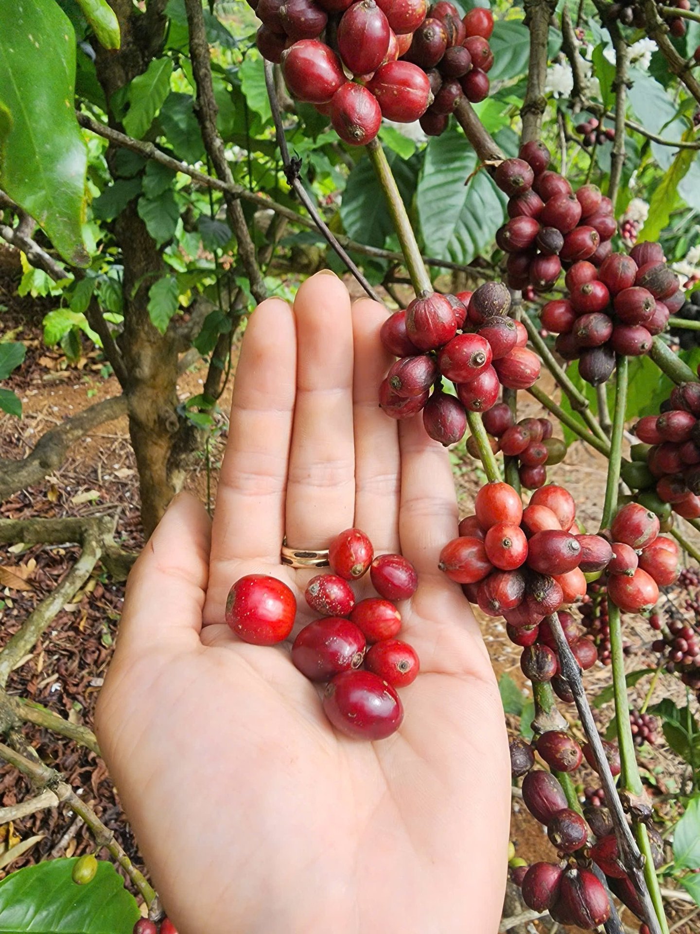 So sánh cà phê sẻ và cà phê cao sản