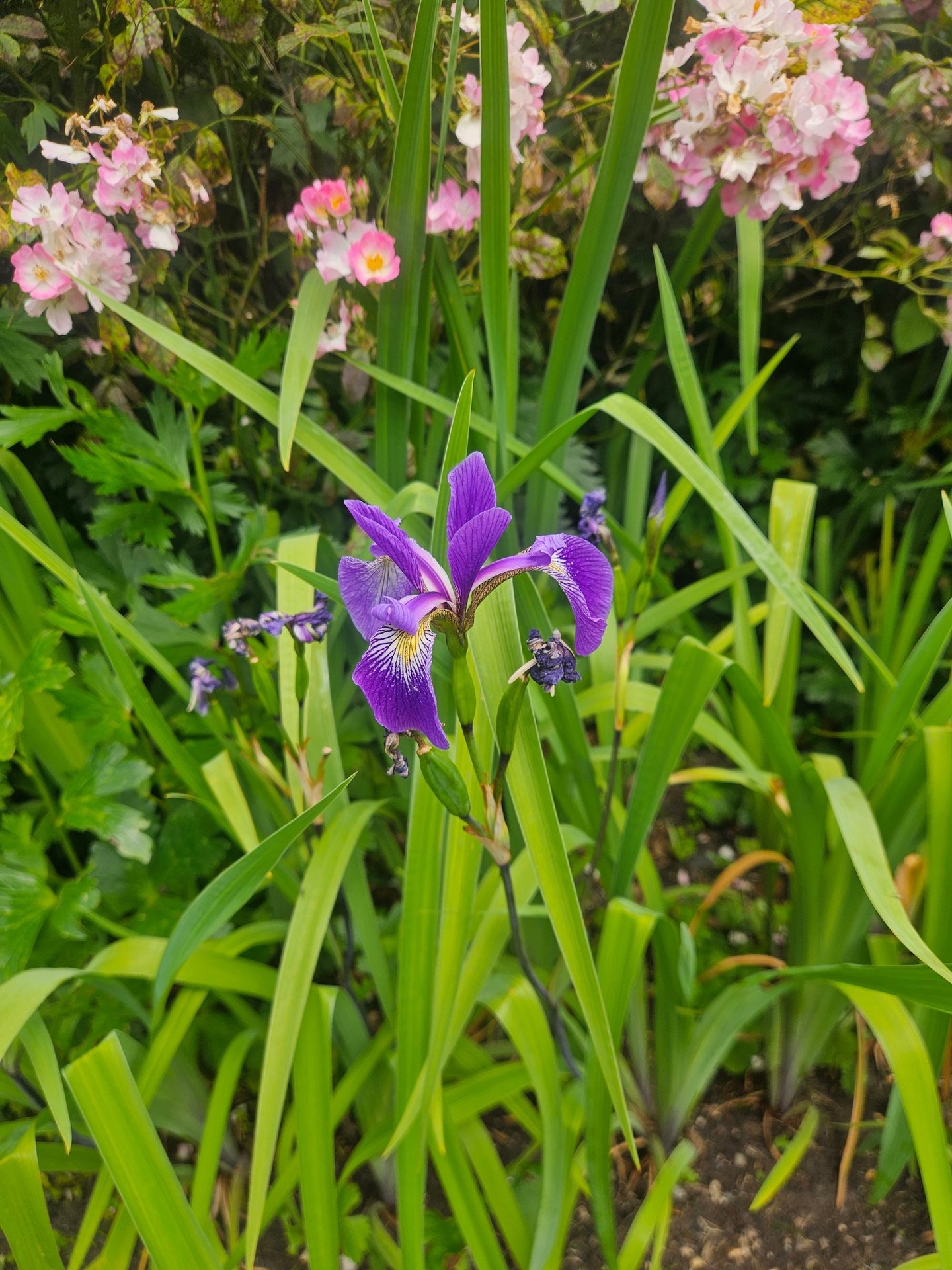 An Iris in flower in a summer planting scheme