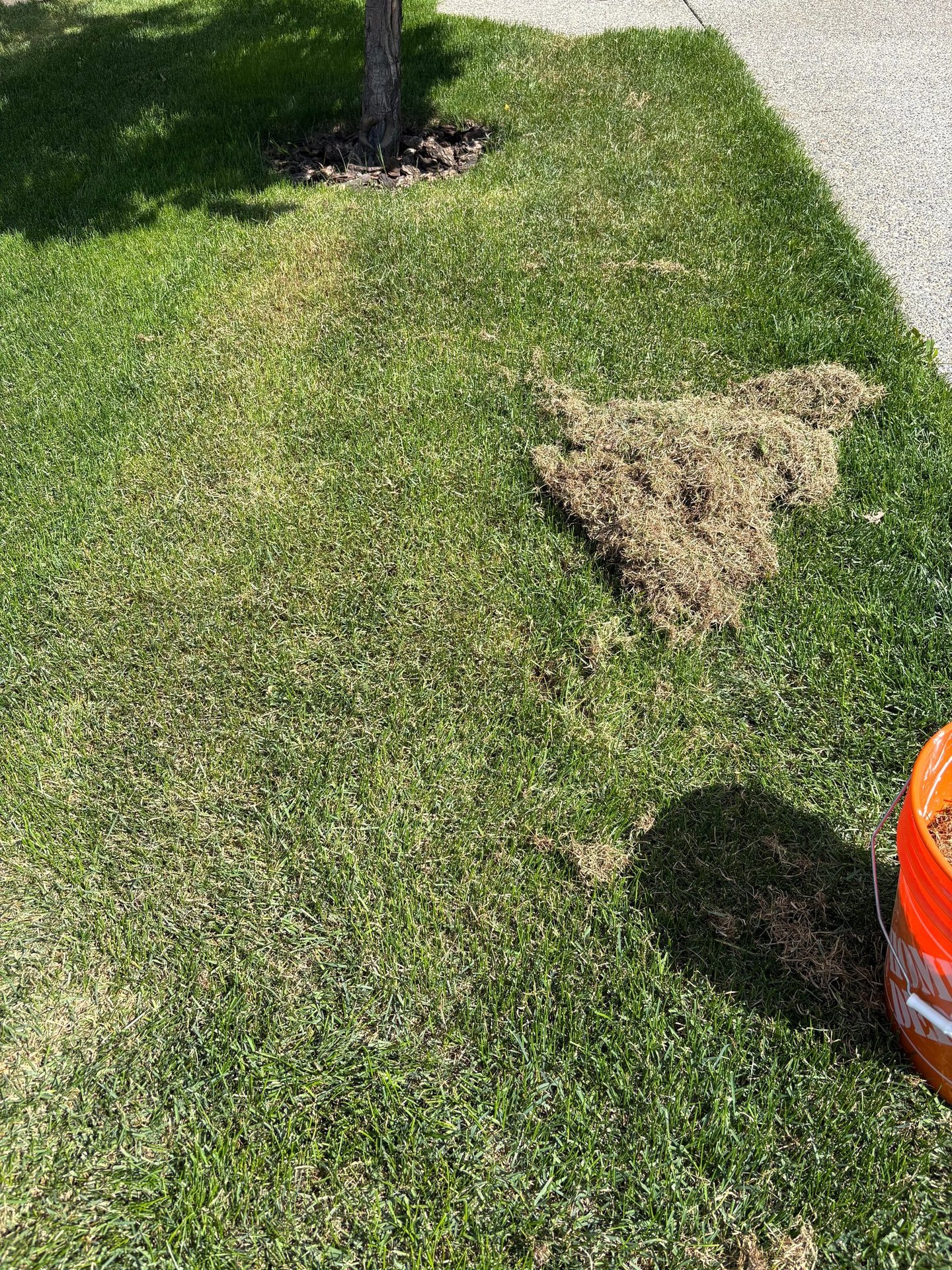 MacLawns Lawn Dethatching in South Calgary