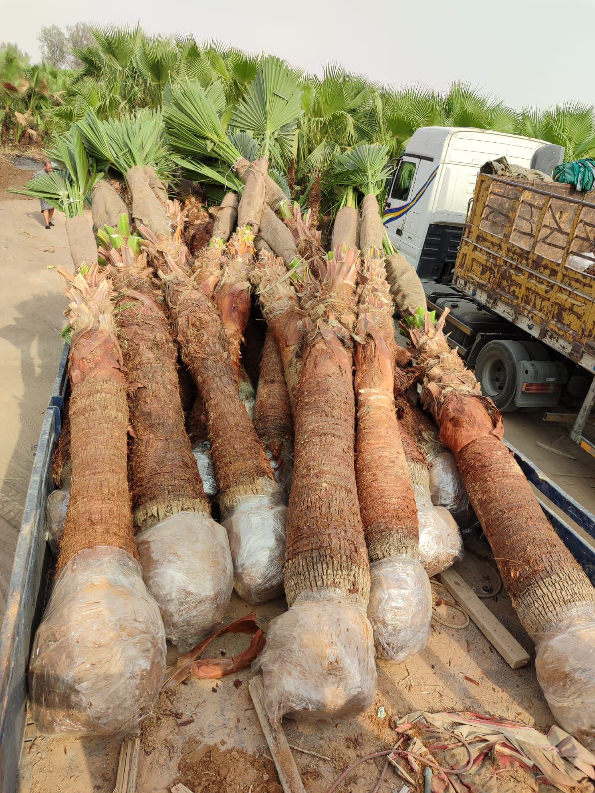 توريد نخيل للفلل والاستراحات الخاصة