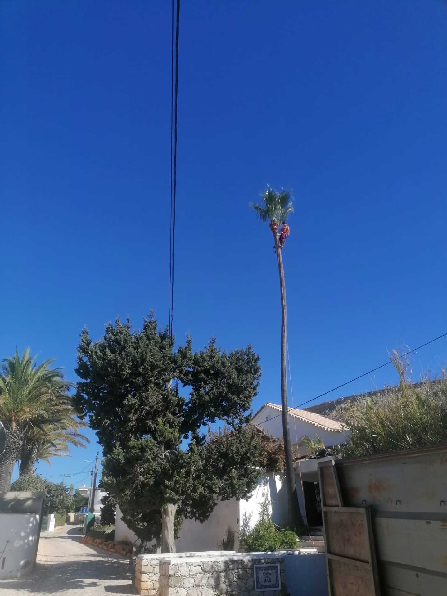 Arborist climbing a tall palm tree for maintenance in Praia de Luz, Algarve