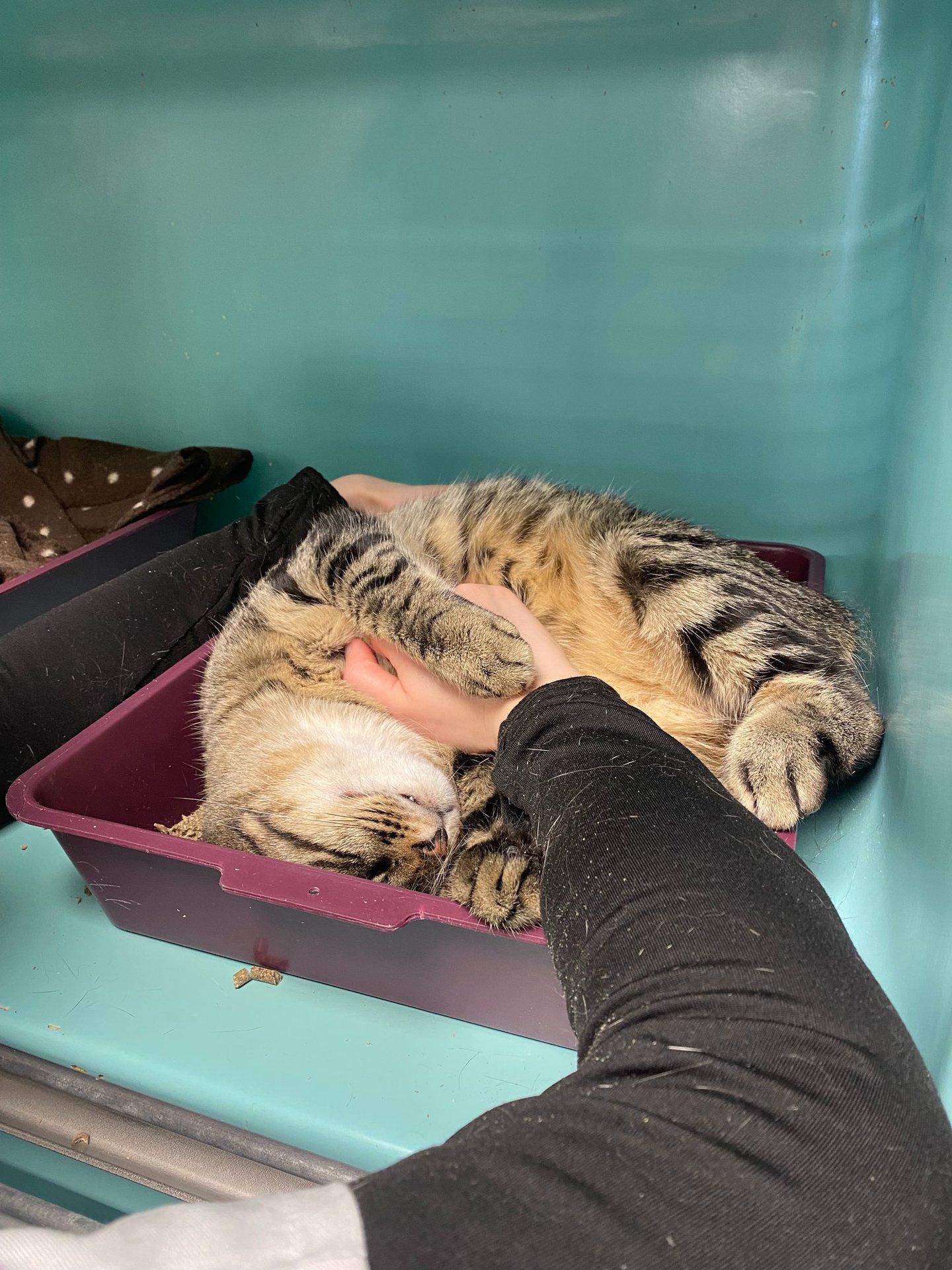 Séance d'ostéopathie animale pour votre chat en Belgique