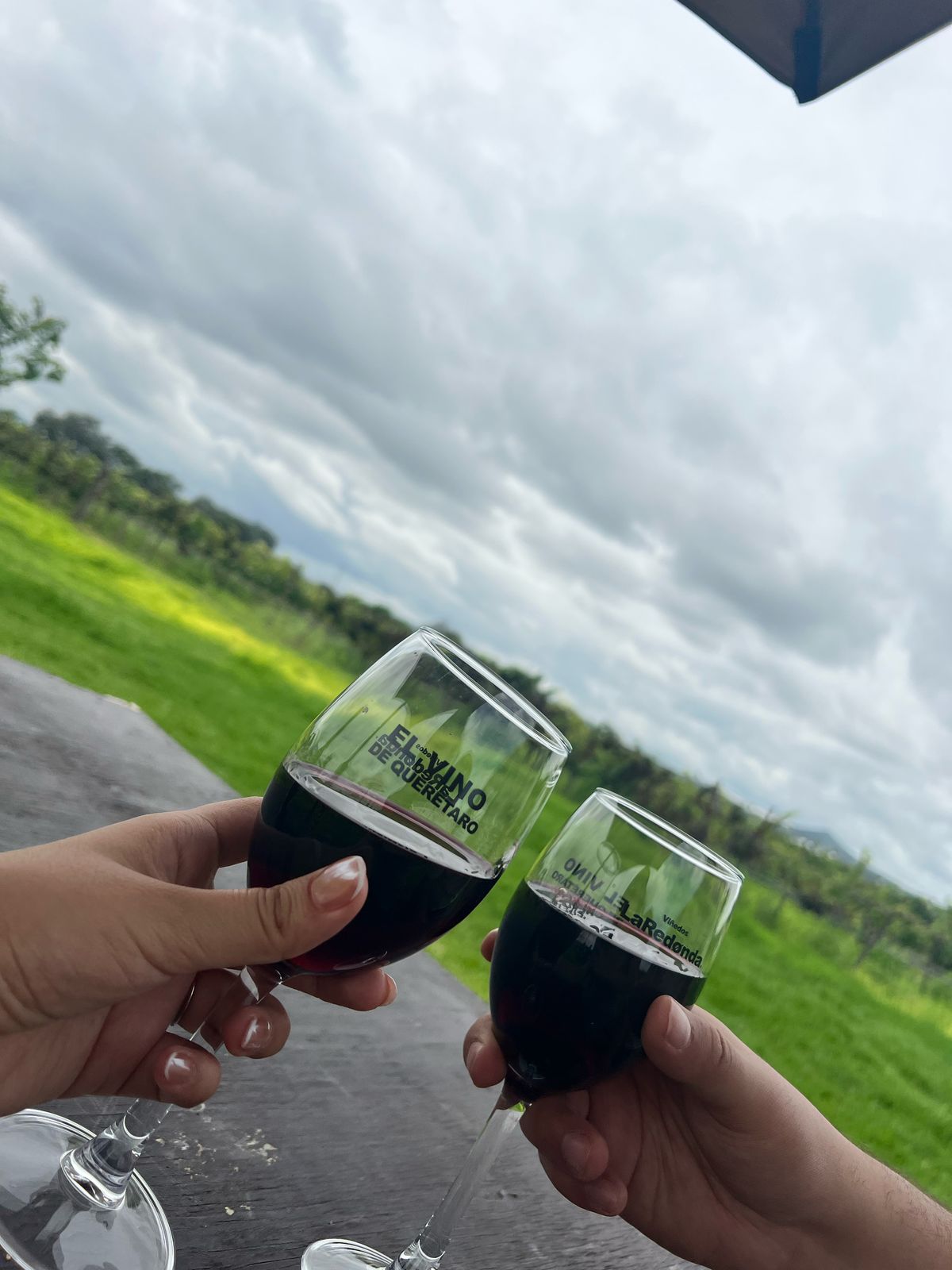 Copas de vino brindando en viñedo de Querétaro durante tour enológico