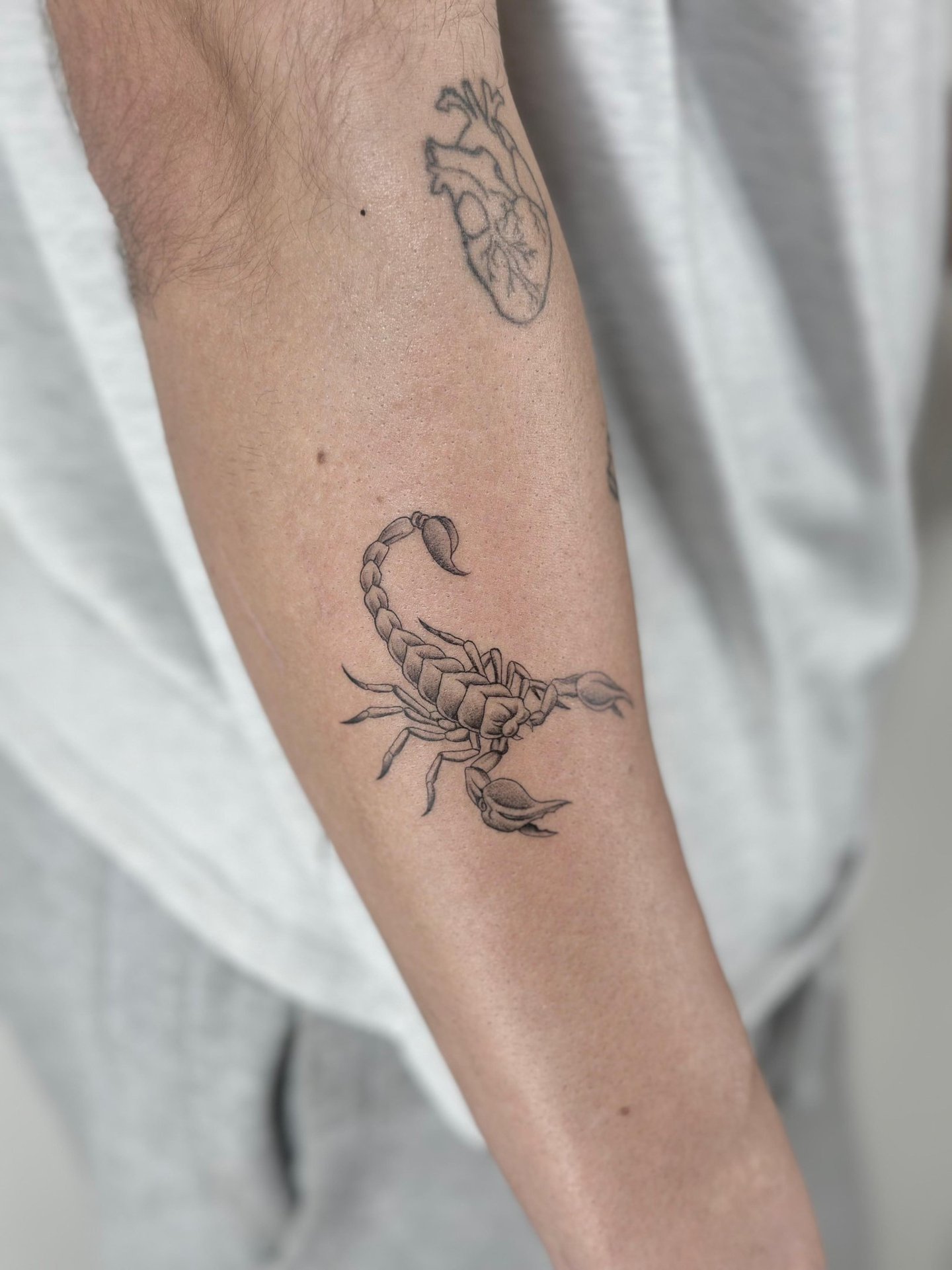 Tatuaje fineline en Madrid de escorpión realista con sombreado en gris y corazón anatómico