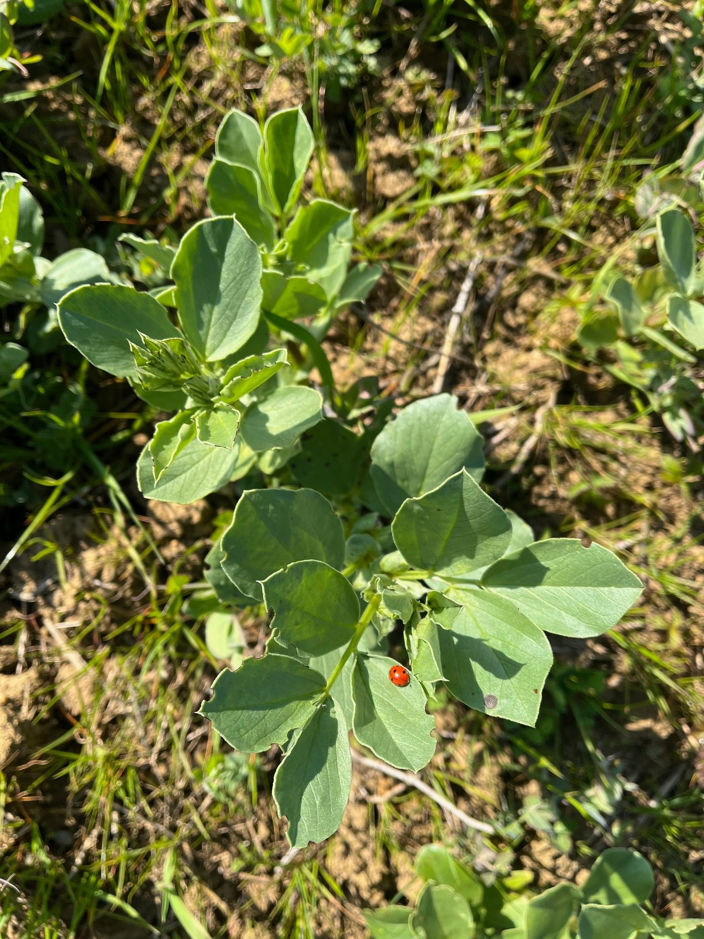 Une coccinelle sur une jeune féverole au printemps. Crédit photo : Terres&Graines