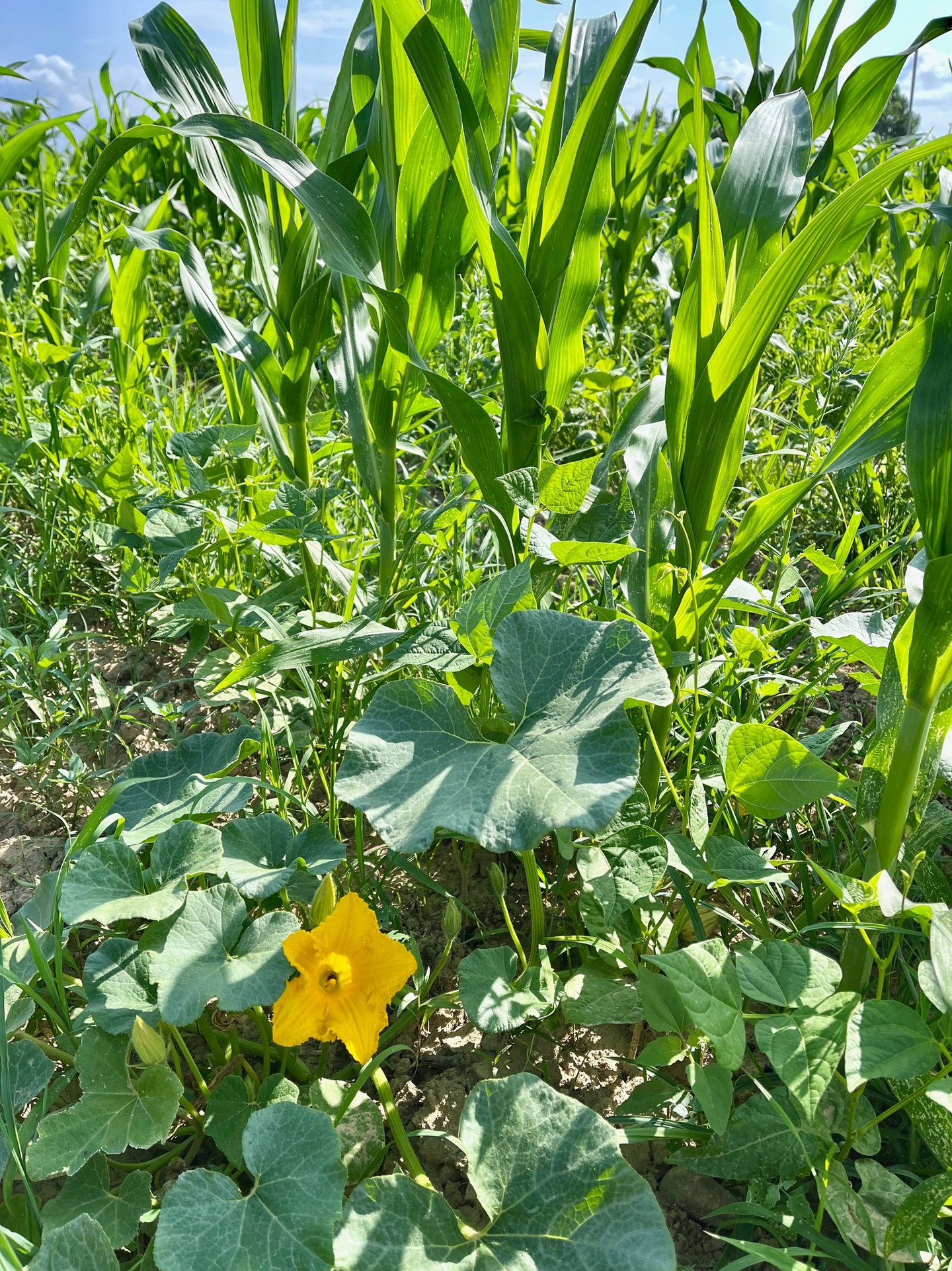 Association Milpa : Haricots blancs, Maïs, courges. Crédit photo : Terres&Graines