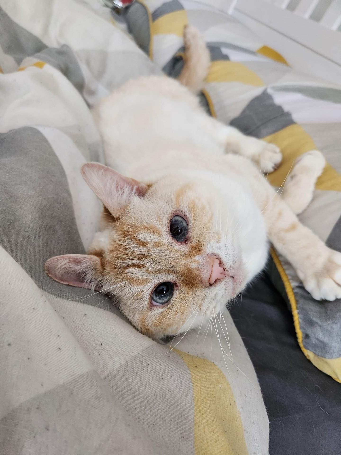 Ludo the cat looking relaxed