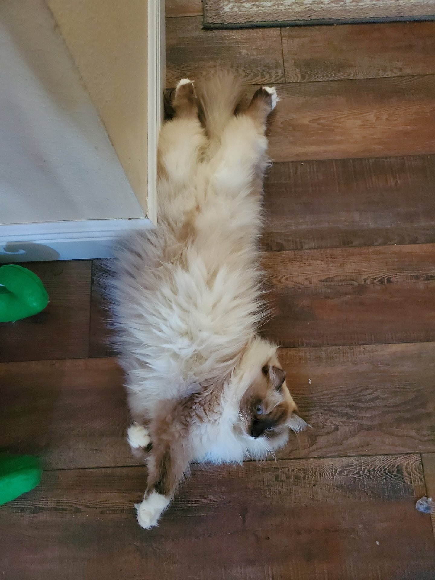 Color Point Siberian cat pregnant