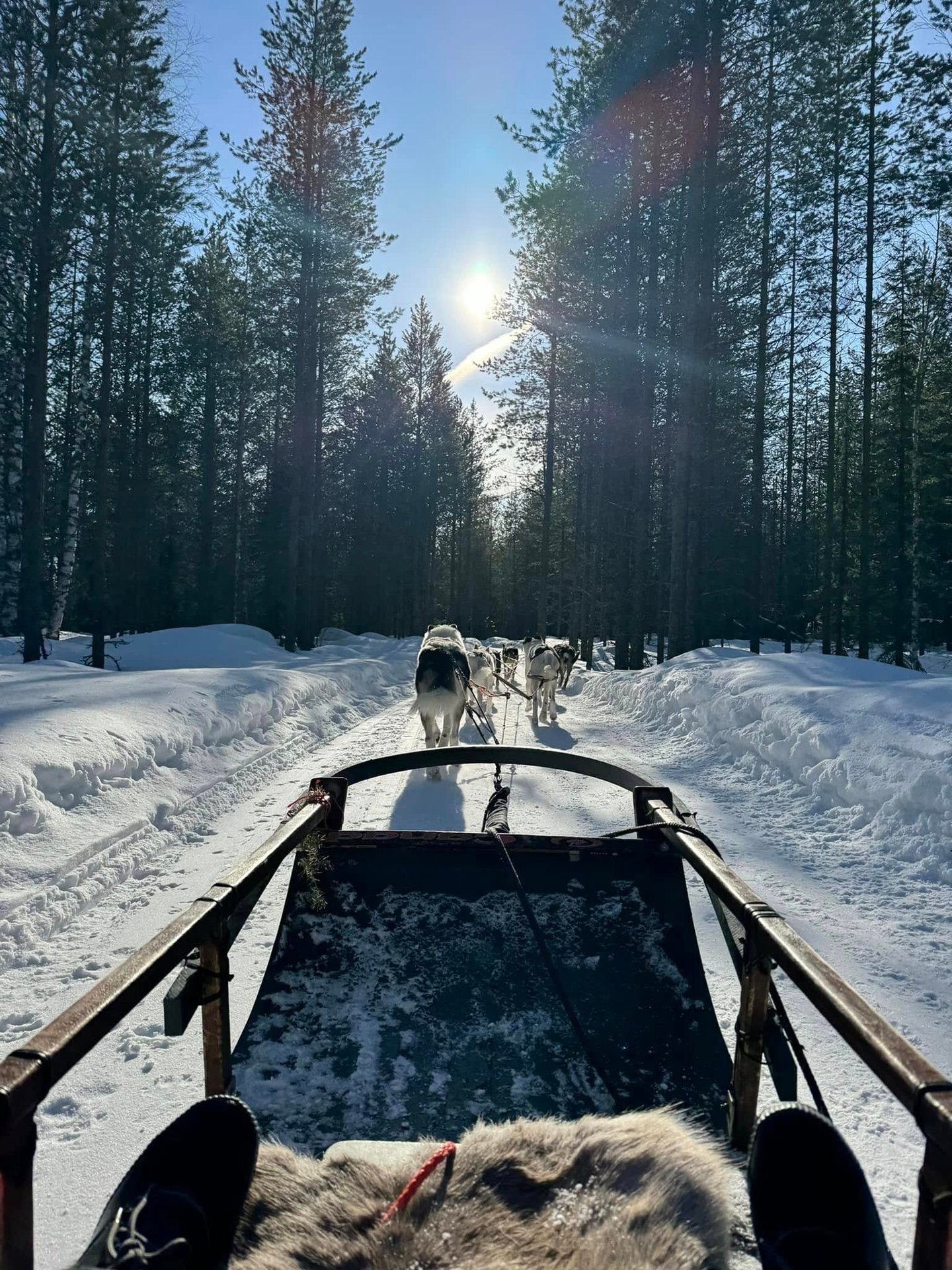 Husky sled dogs pulling a wooden sled through a snowy pine forest trail in Lapland under a bright sun.