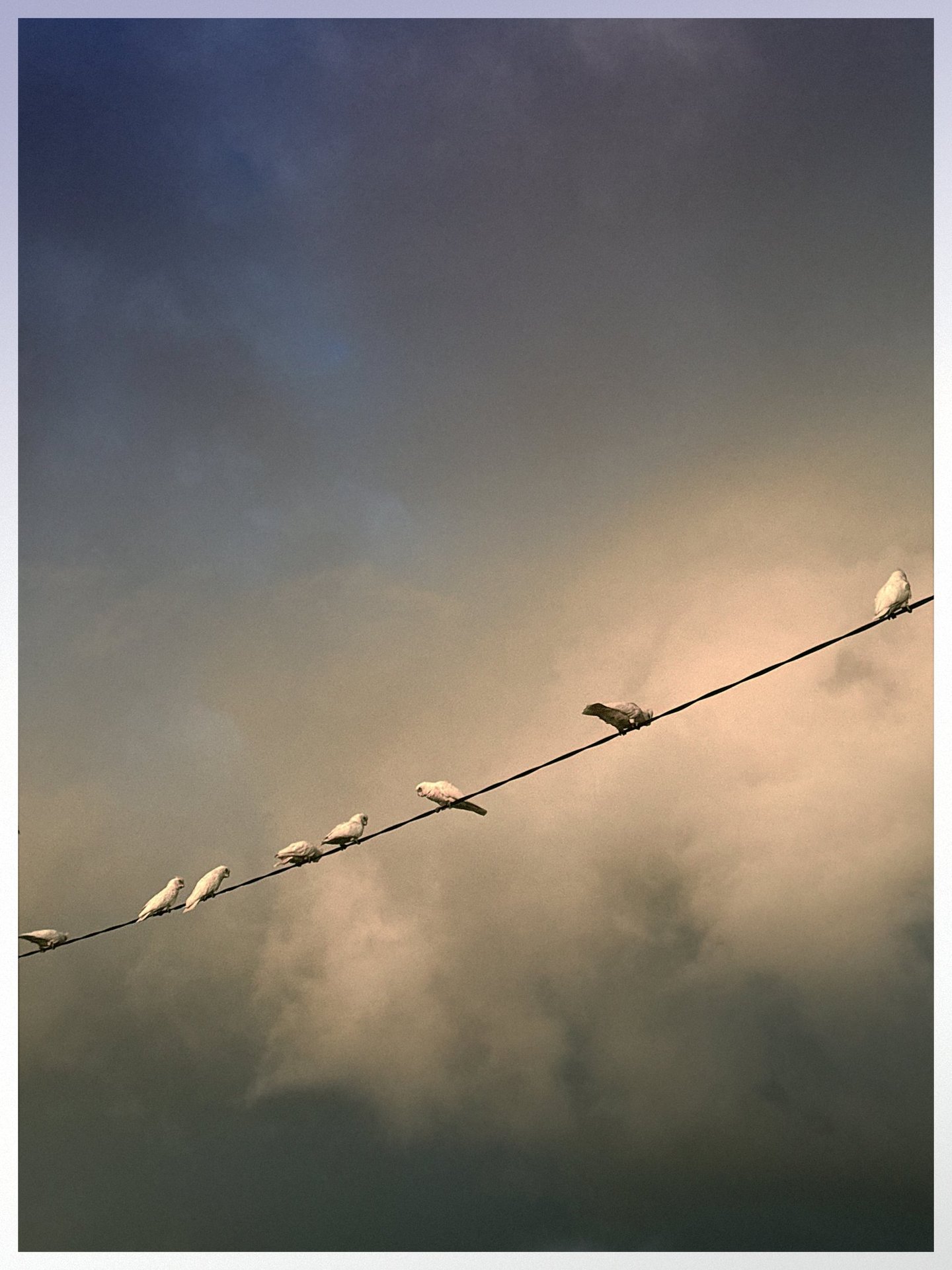 Natural light pet photography Lifestyle dog photography outdoors Candid animal portrait photography 