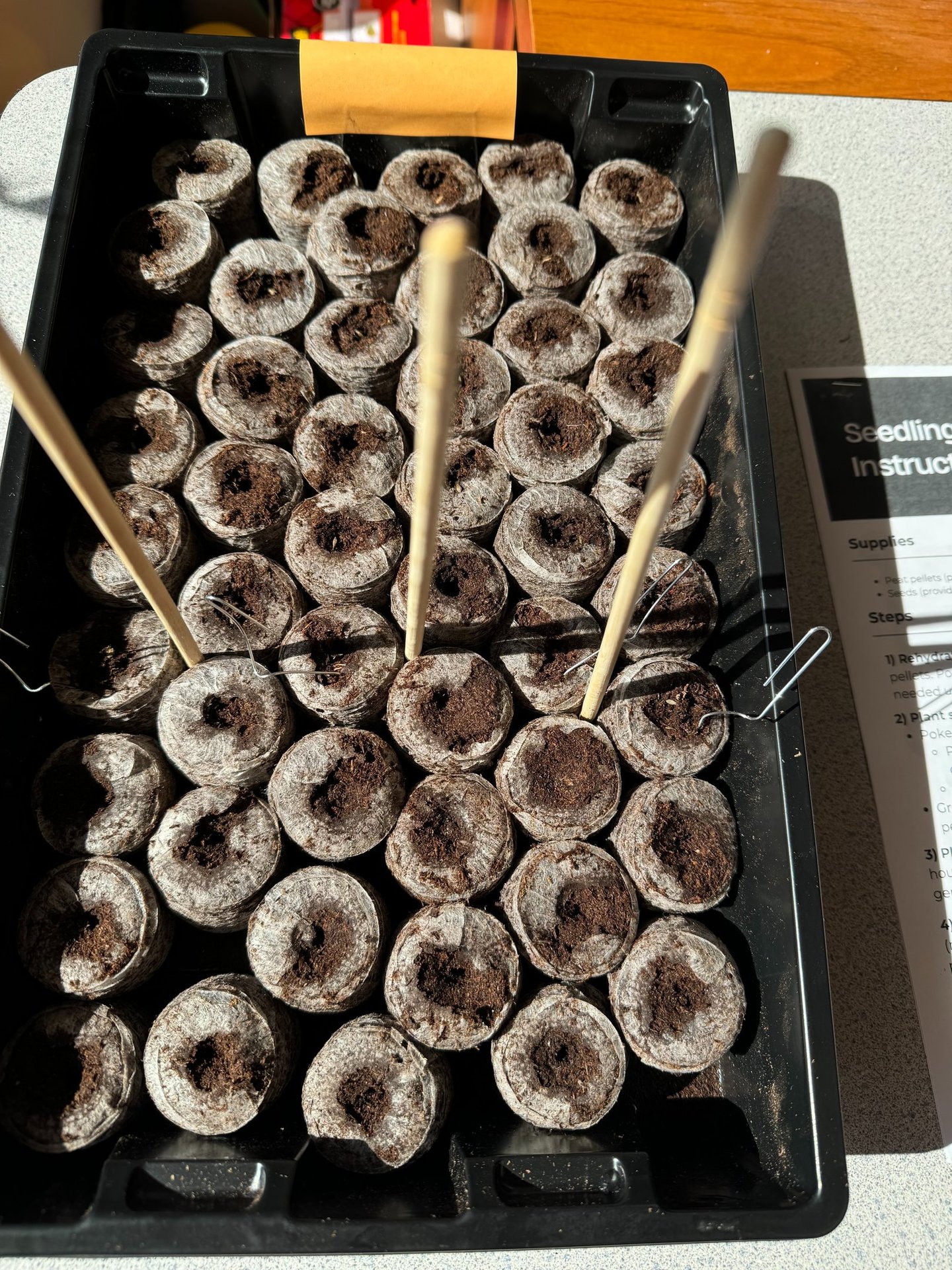 seedling plugs in seedling tray
