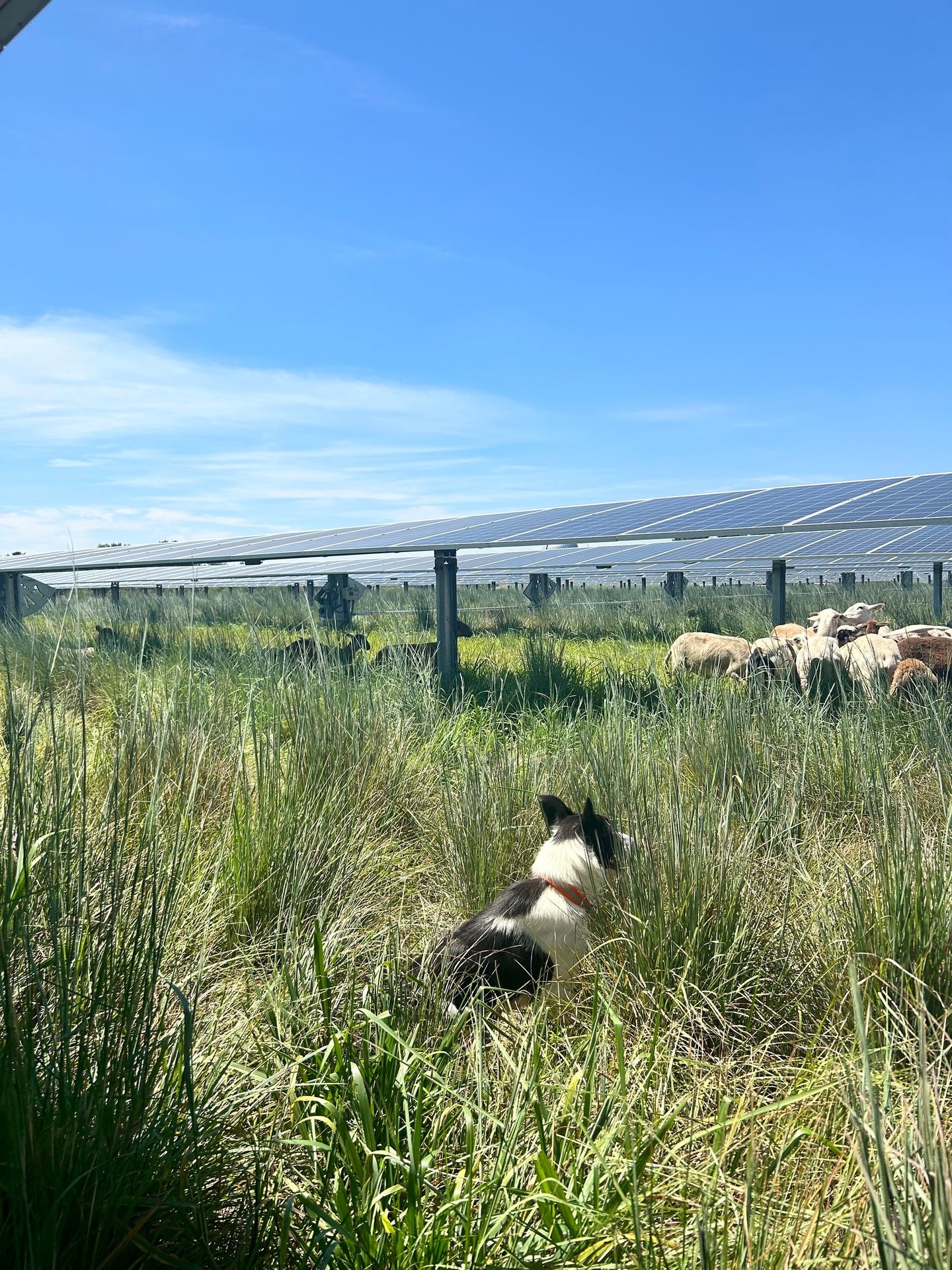 border collie watching sheep graze in solar field