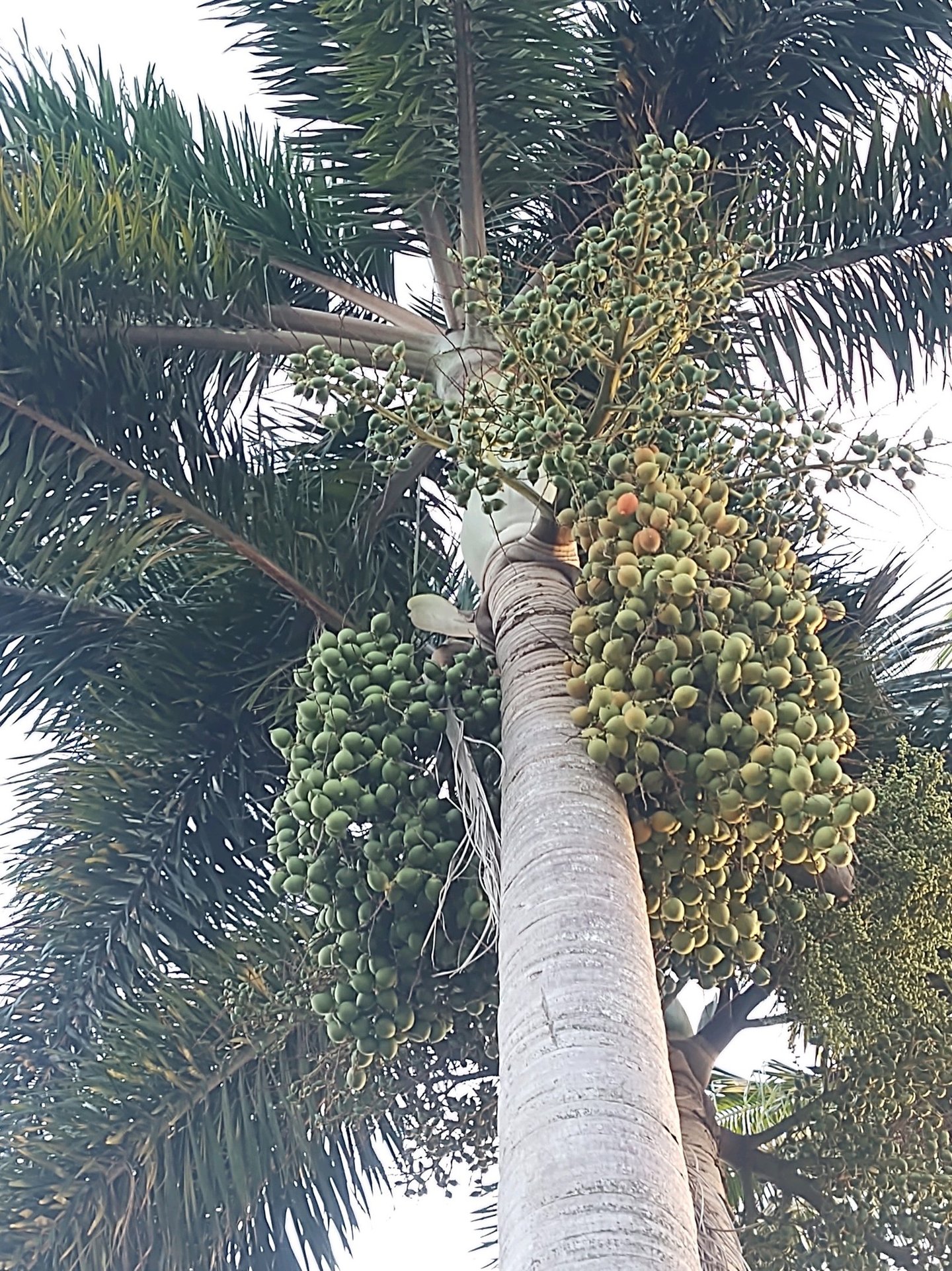 large fruit clusters