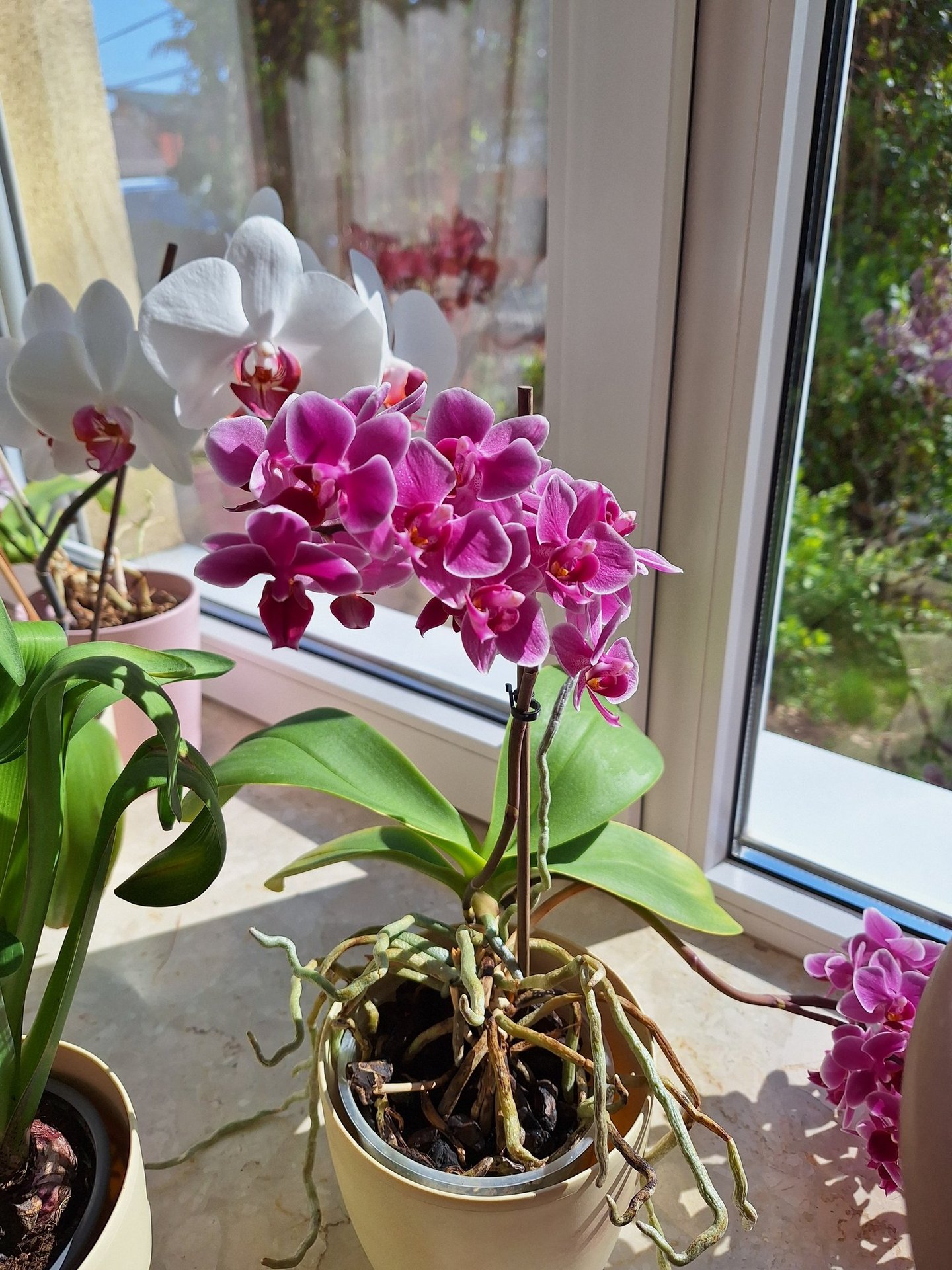 a bunch of pink Orchid flowers