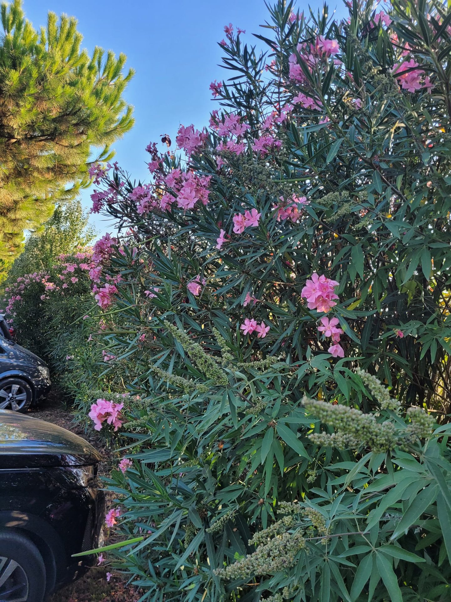 tall Oleander hedges with flowers