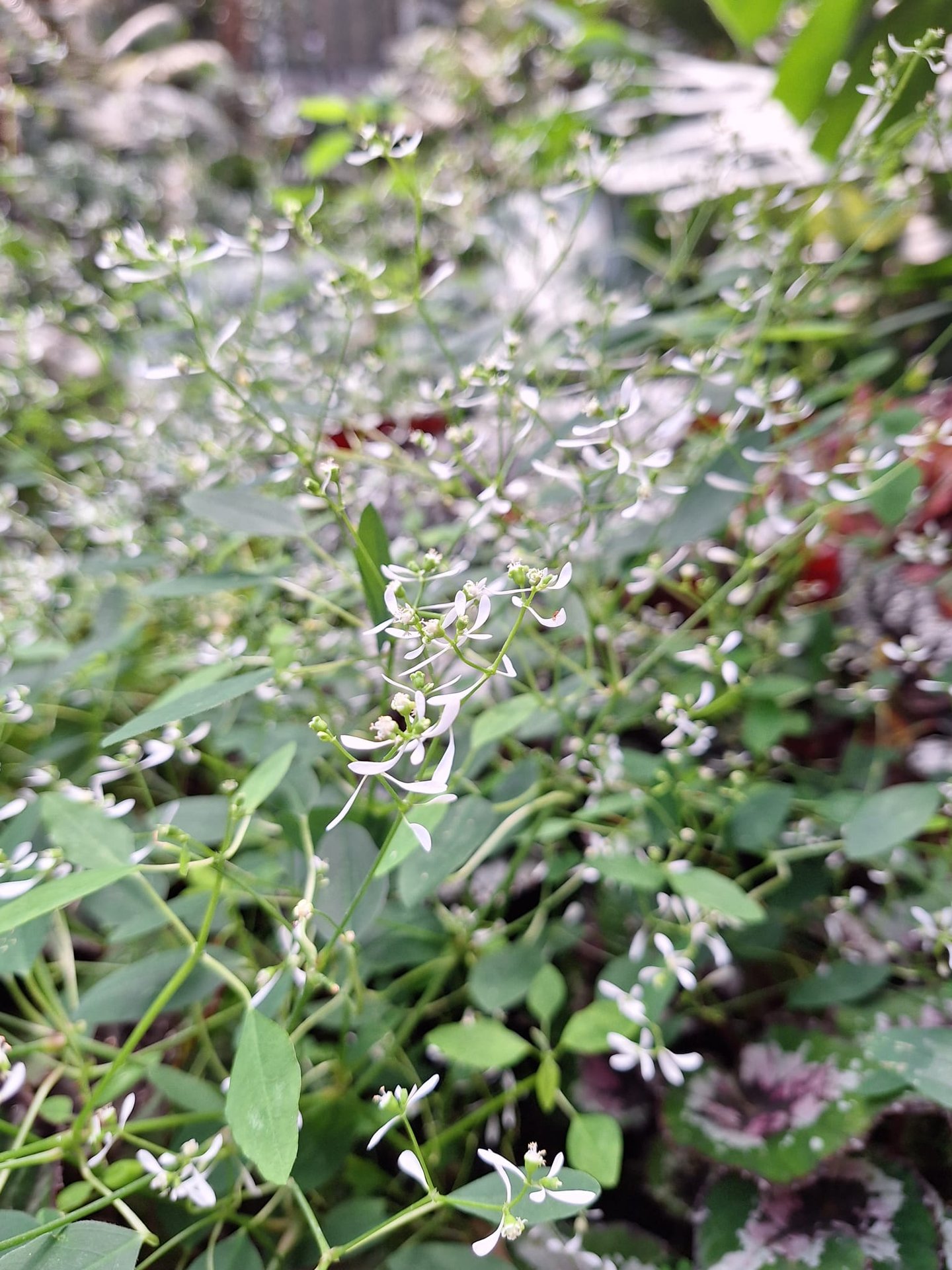 A number of bushy small flowers