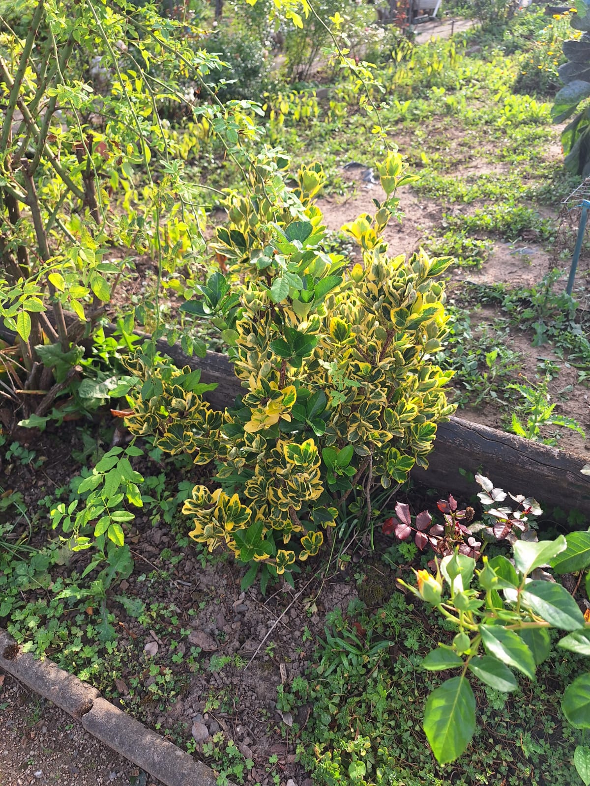 a small garden shrub in fall