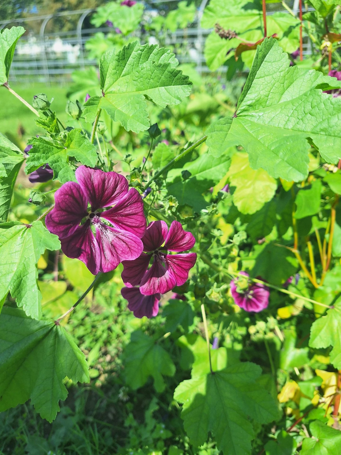 two purple annual flowers that like shade
