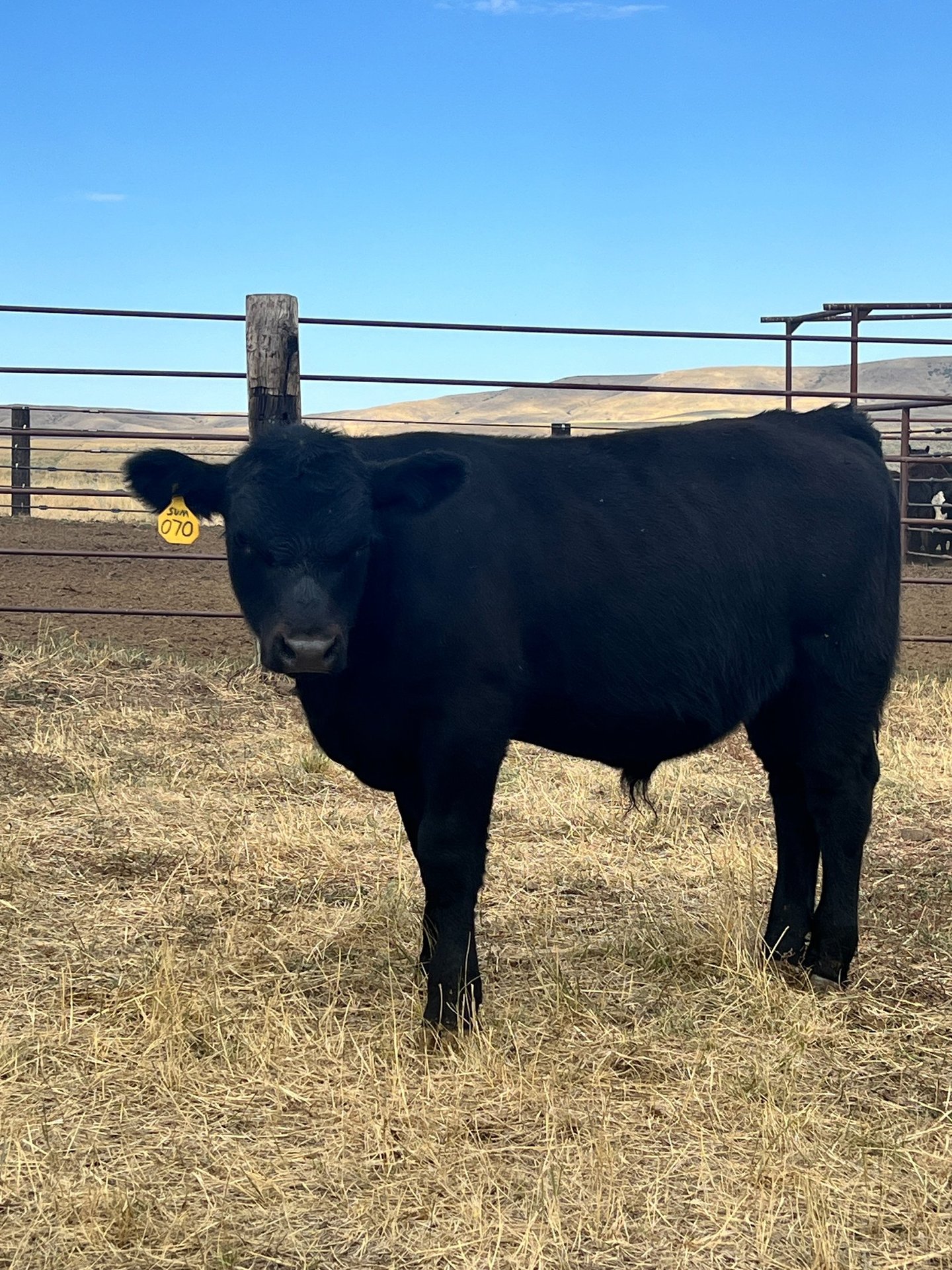 Clark's Fork Sim-Angus Calf