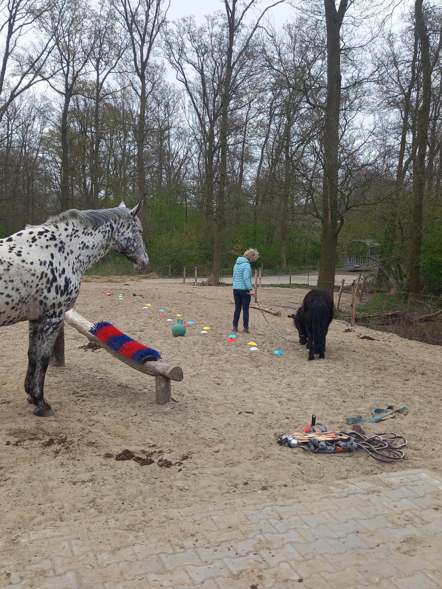 Familieopstelling paardencoach