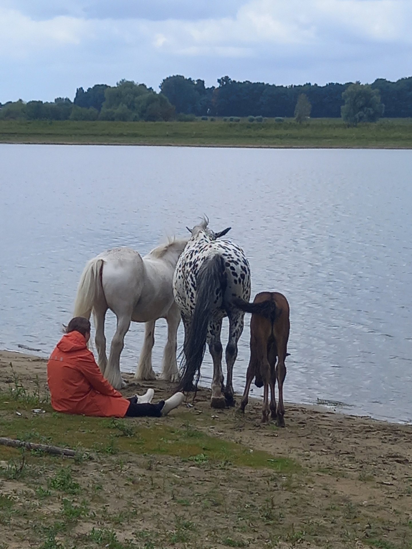 Persoonlijke paardencoach overijssel