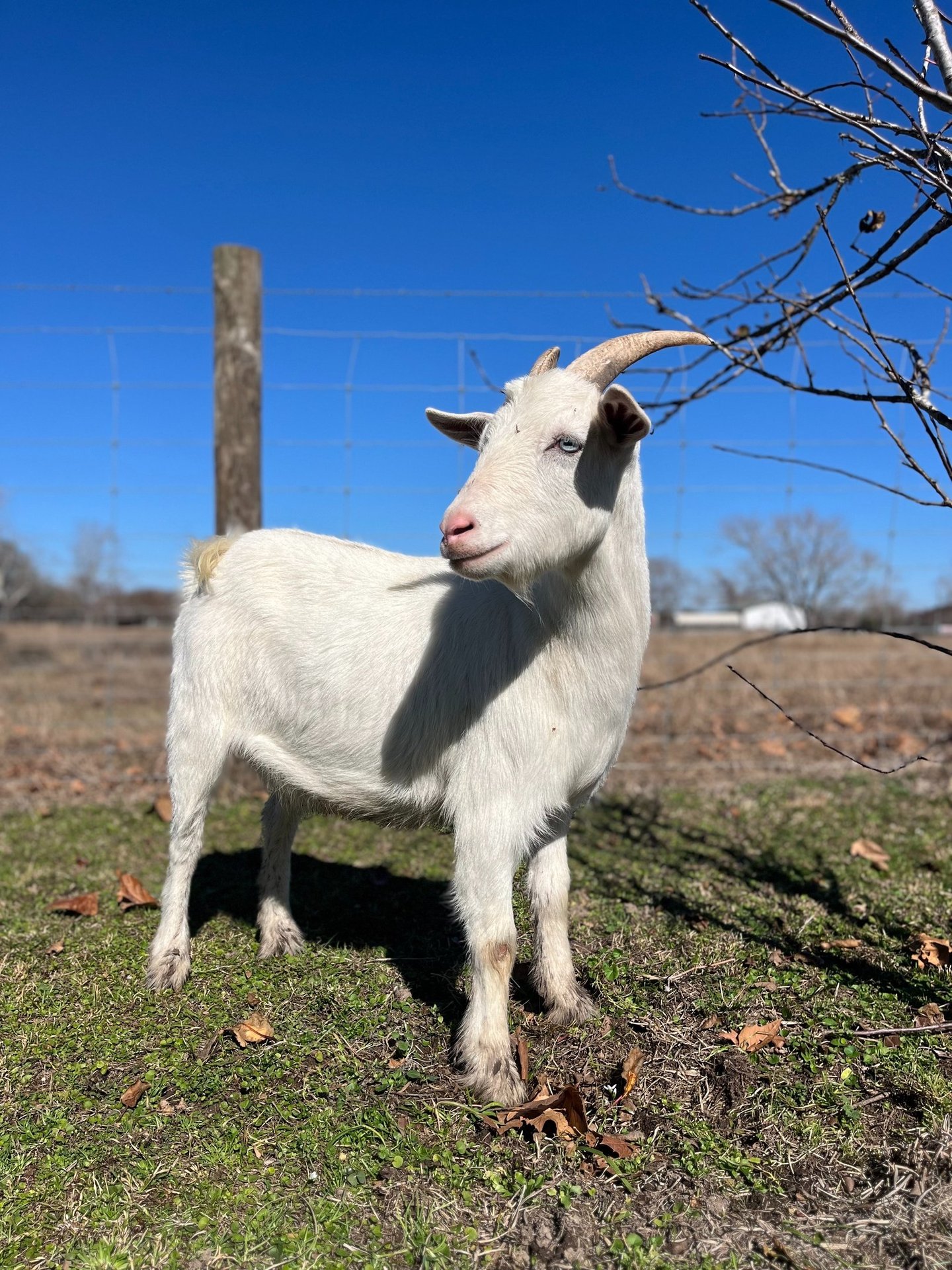 Houston petting zoo rental