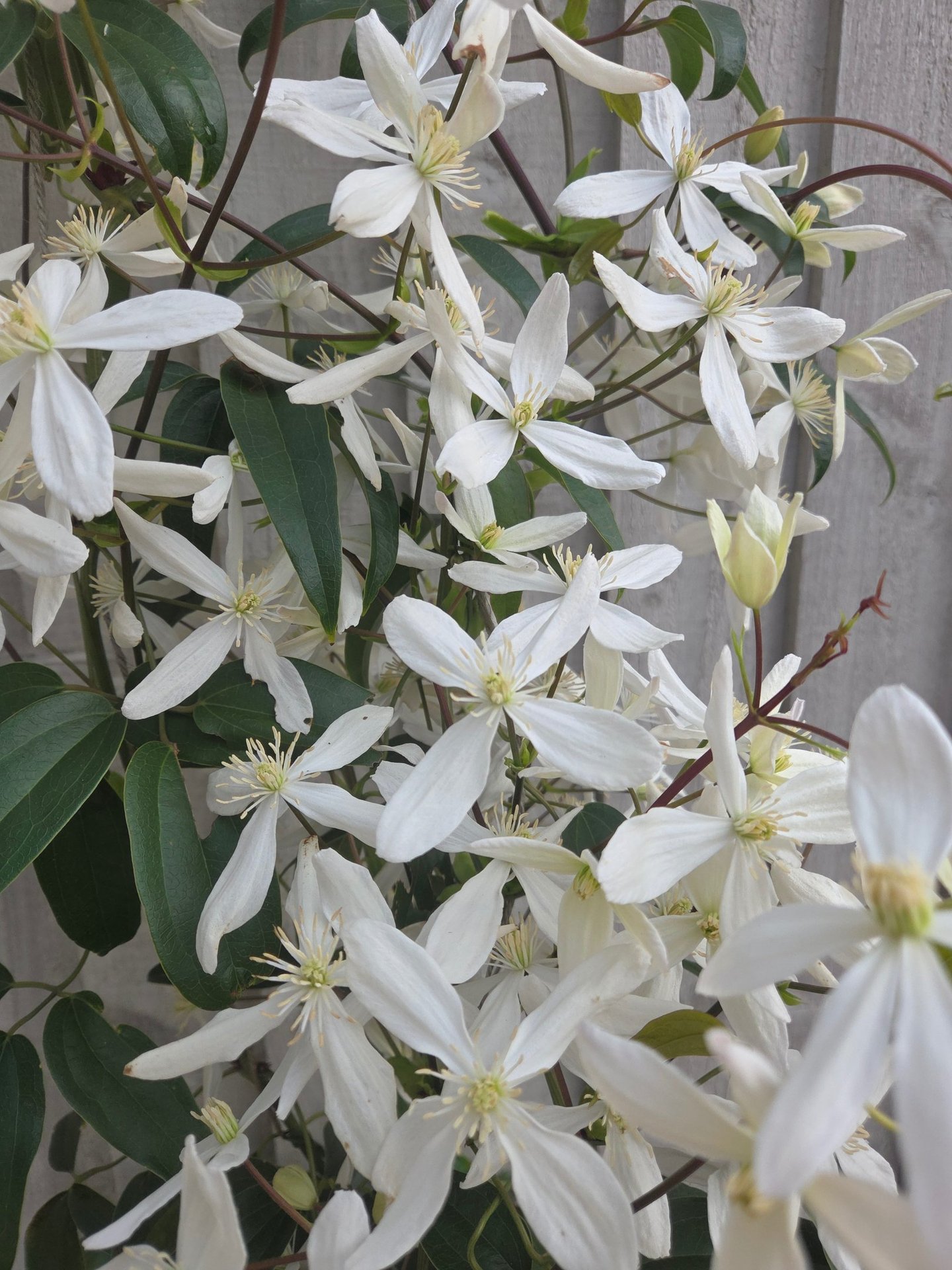 Clematis armandii 'Snowdrift' planted as part of a scheme in Purley