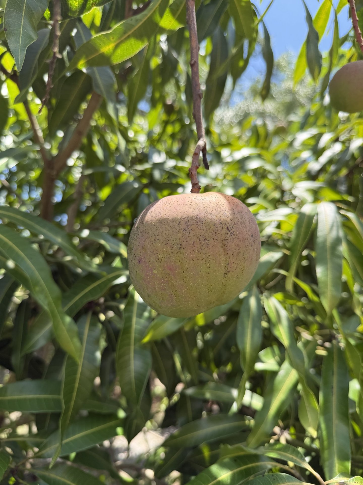 A single, growing 'Dwarf Hawaiian' mango growing in sub-tropical Miami.