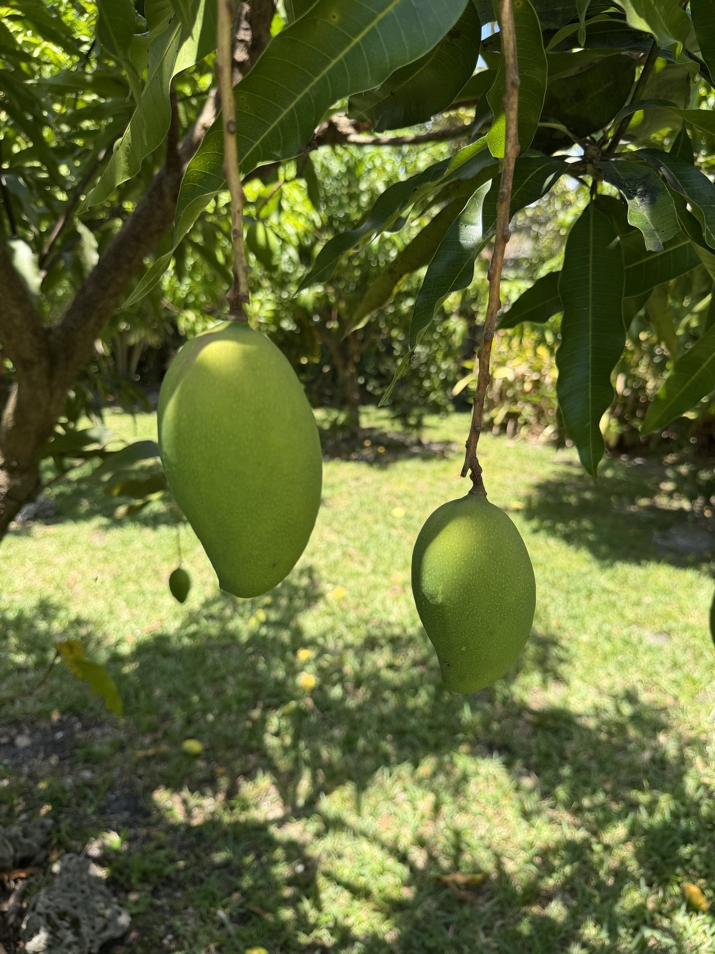 Two unripe 'Lemon Zest' mangoes hanging from a tropical tree branch in sunny Luro Grove, South FL.