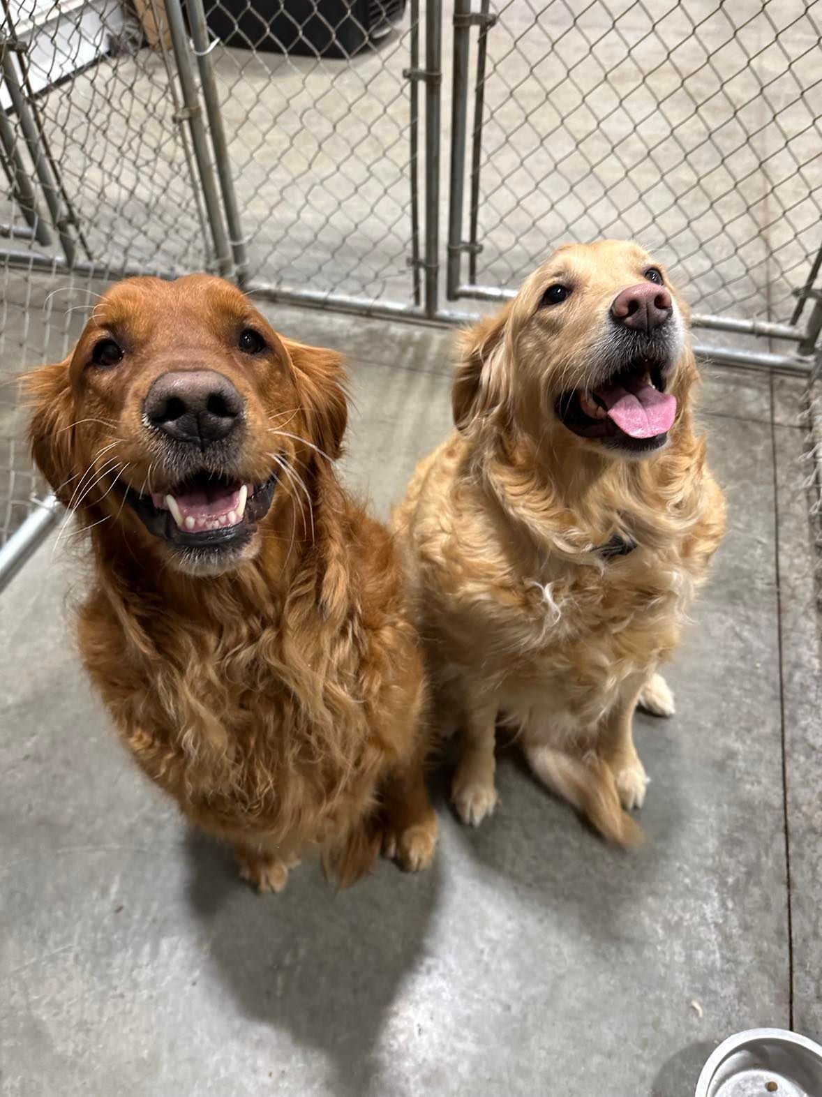 Dog boarding, training and breeding in North Idaho.