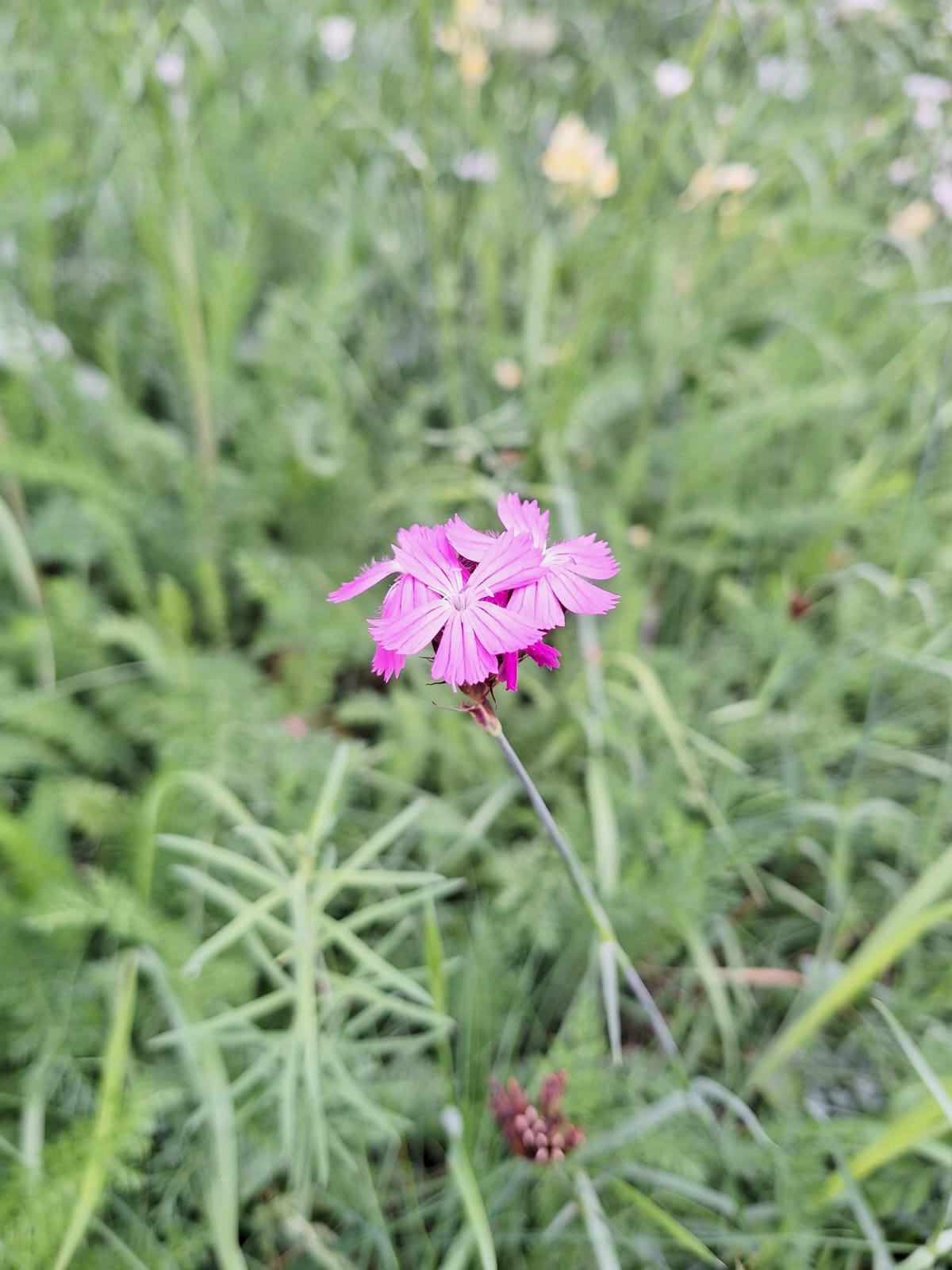 a tiny Cartusian Pink flower blooming in a medow