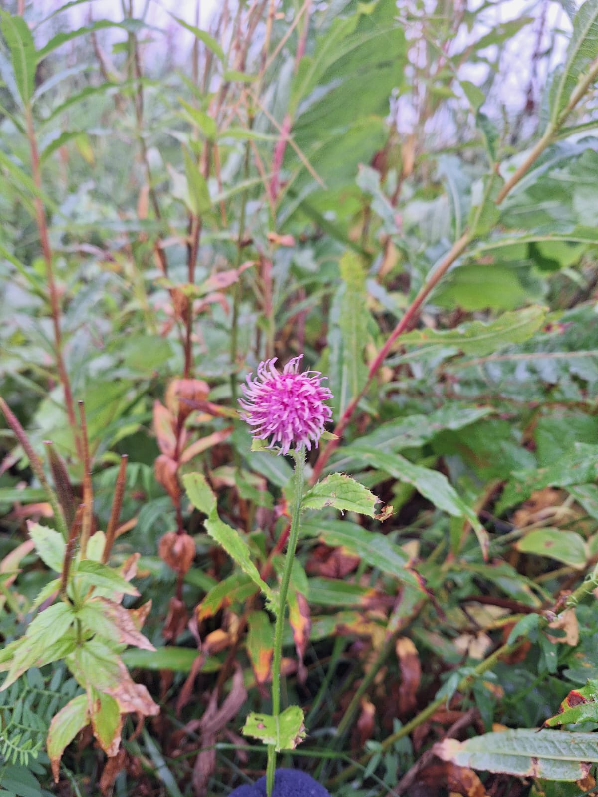 one pink Alpine Tistle
