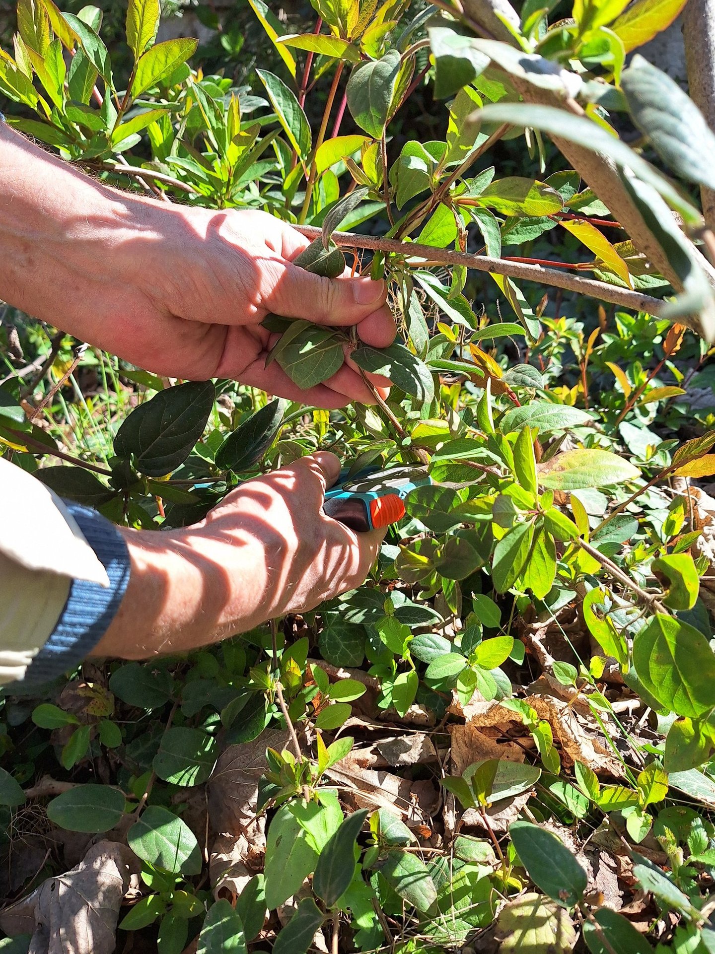a person that is pruning a bush