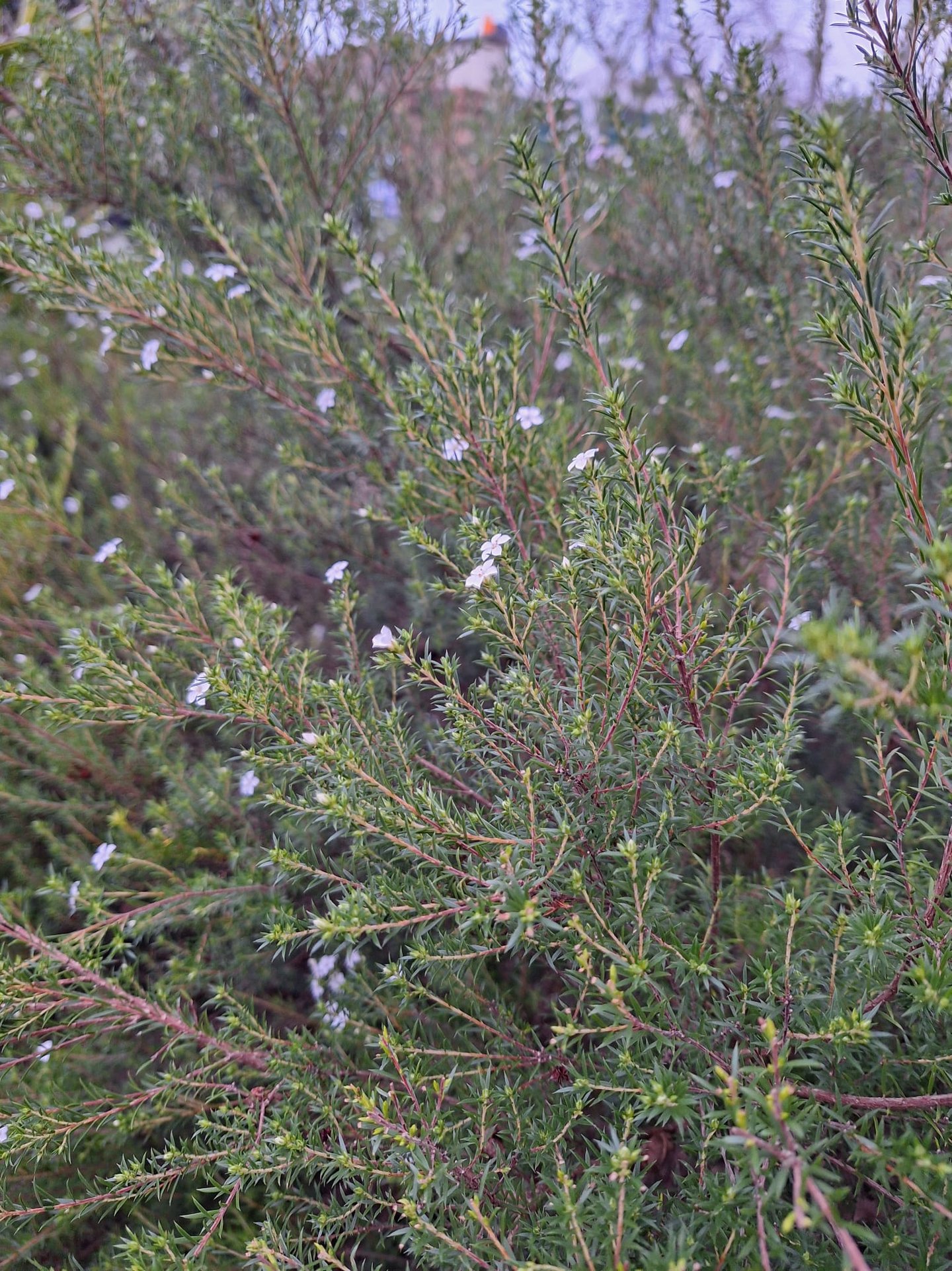 an annual bush with small white flowers
