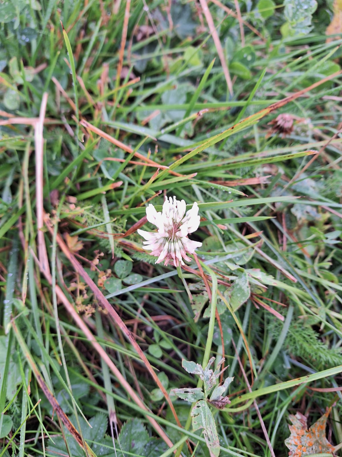 A small Pale Clover in a grassy place