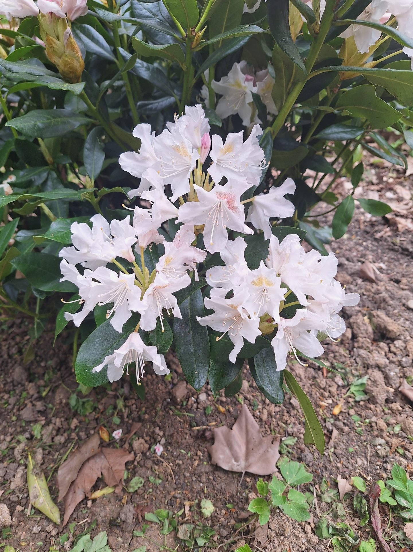 a white flowering garden plant