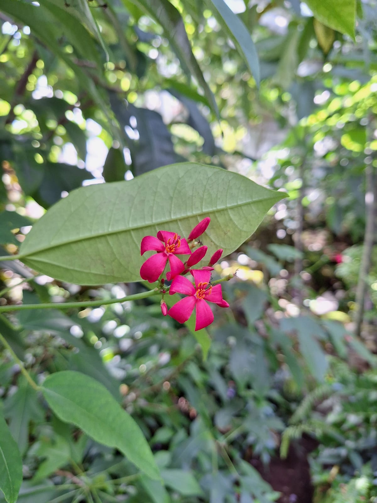 two tiny red Peregrina flowers