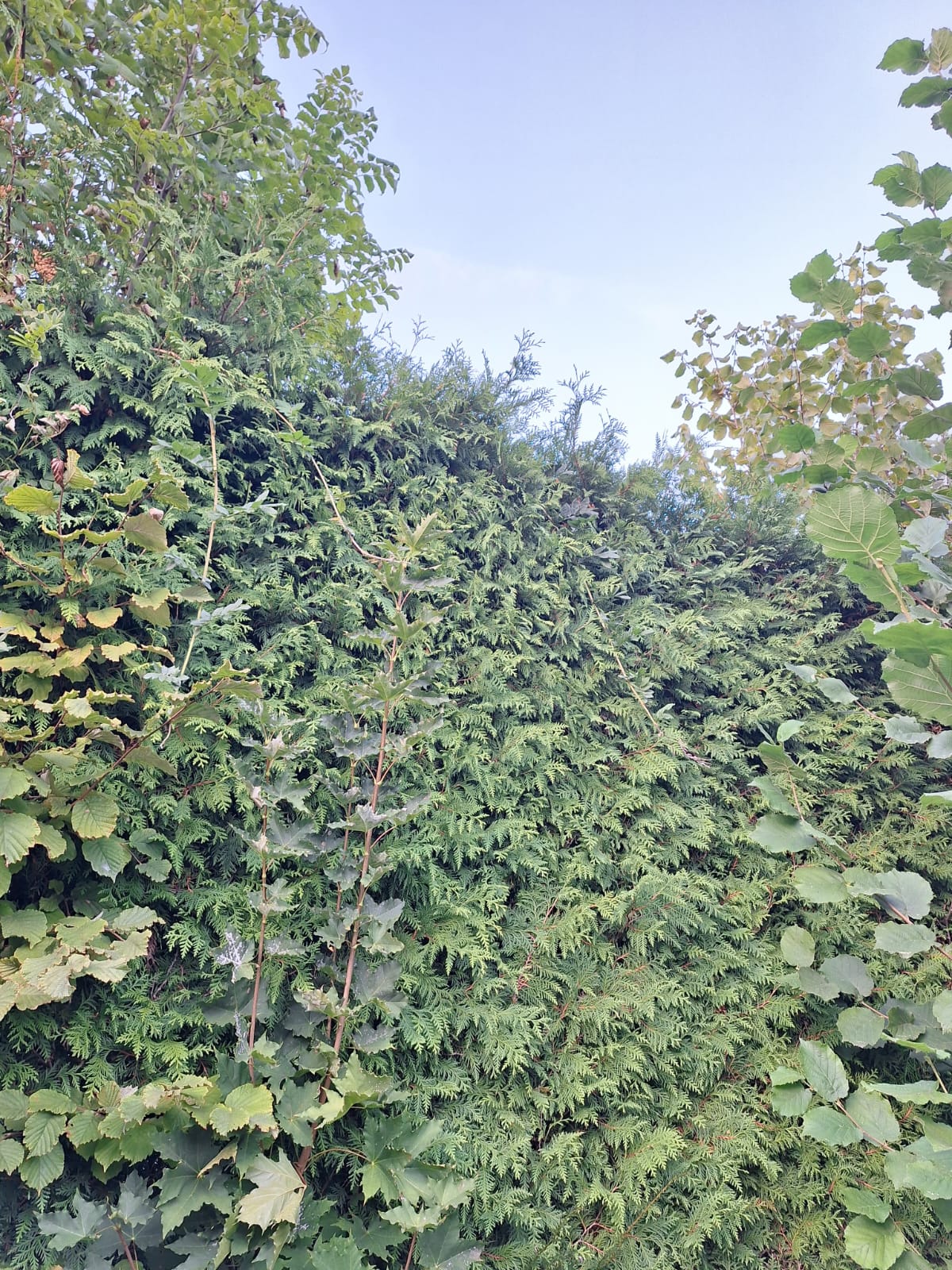 a tall hedge that was pruned very formal