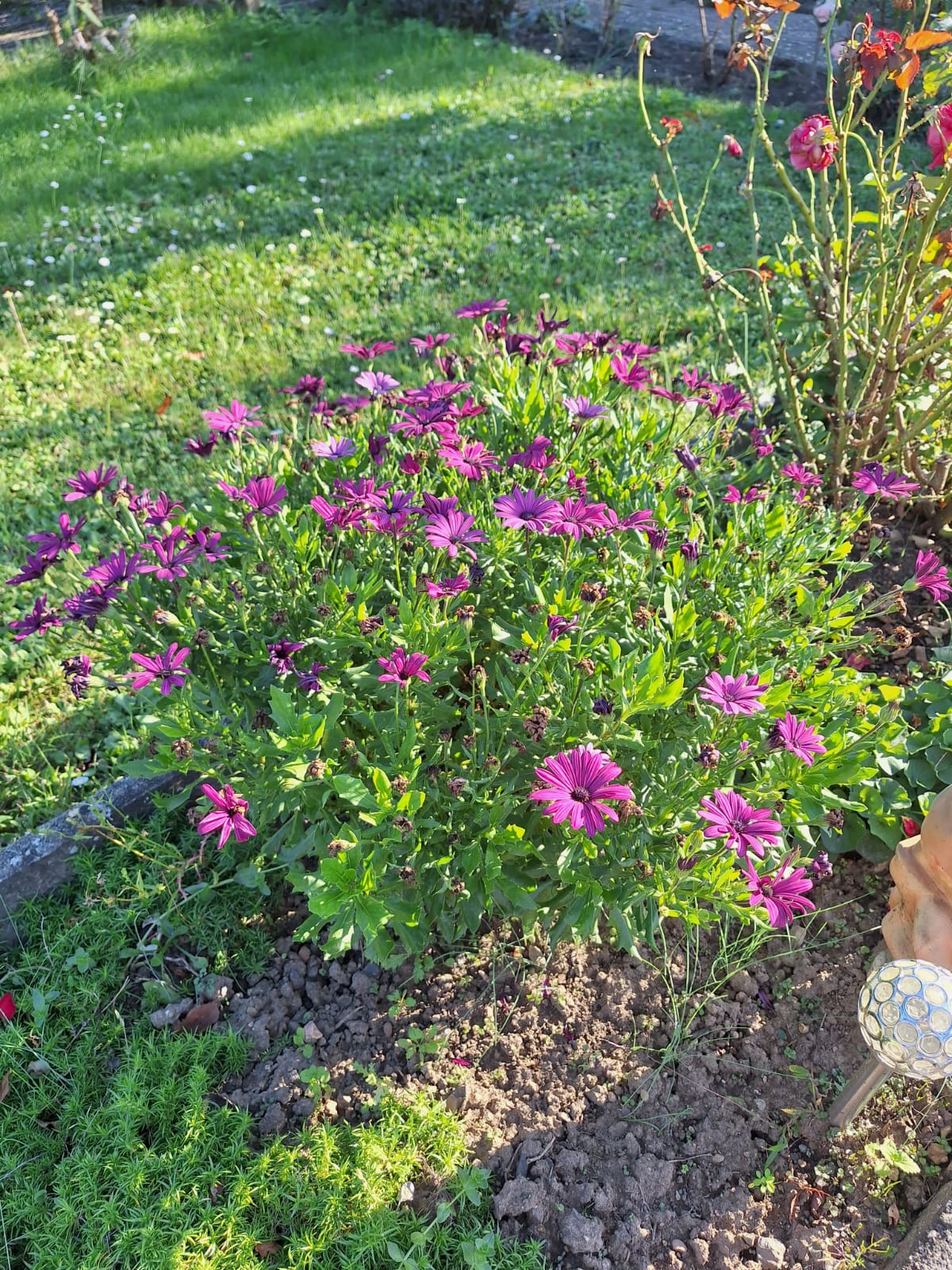 a flowering bush with purple blooms