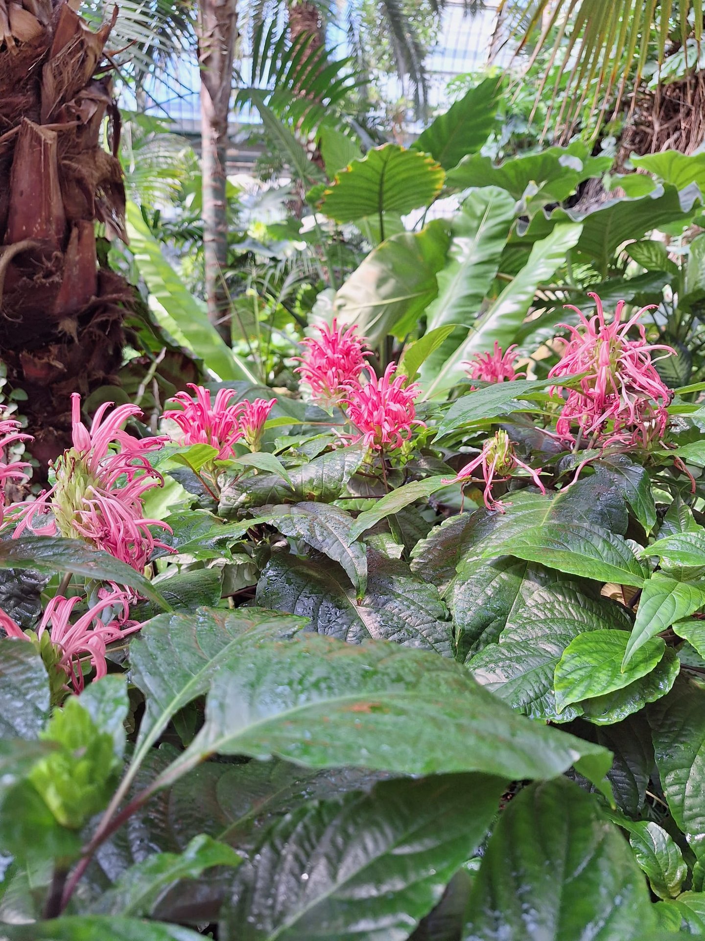 multiple pink South American Brazilian Plumes