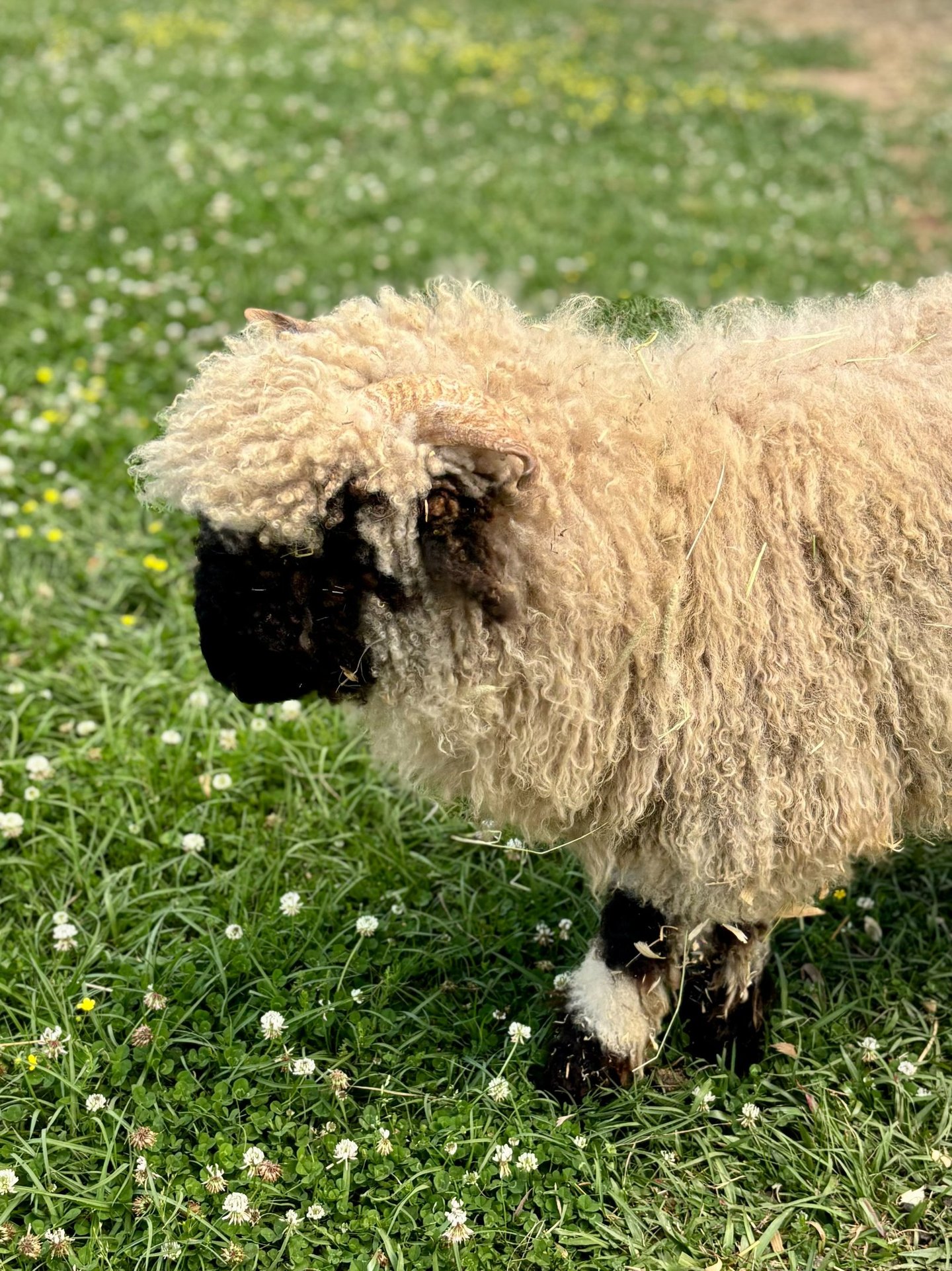 Petting Pal Sheep included with parties