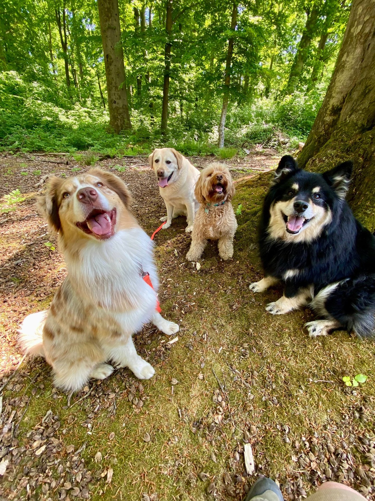 Dog Walking, Dog Sitting, Vet Visits & Grooming in Brussels