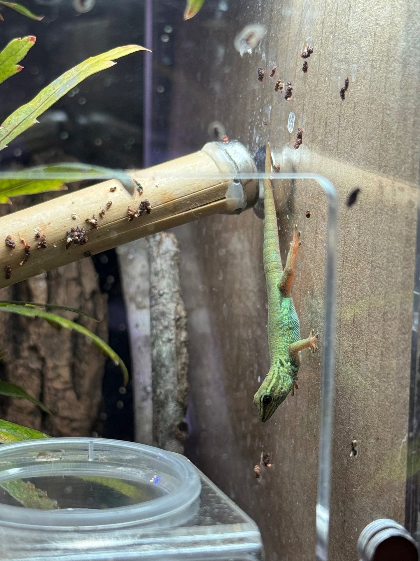 a hatching of electric blue day gecko eating Pangea