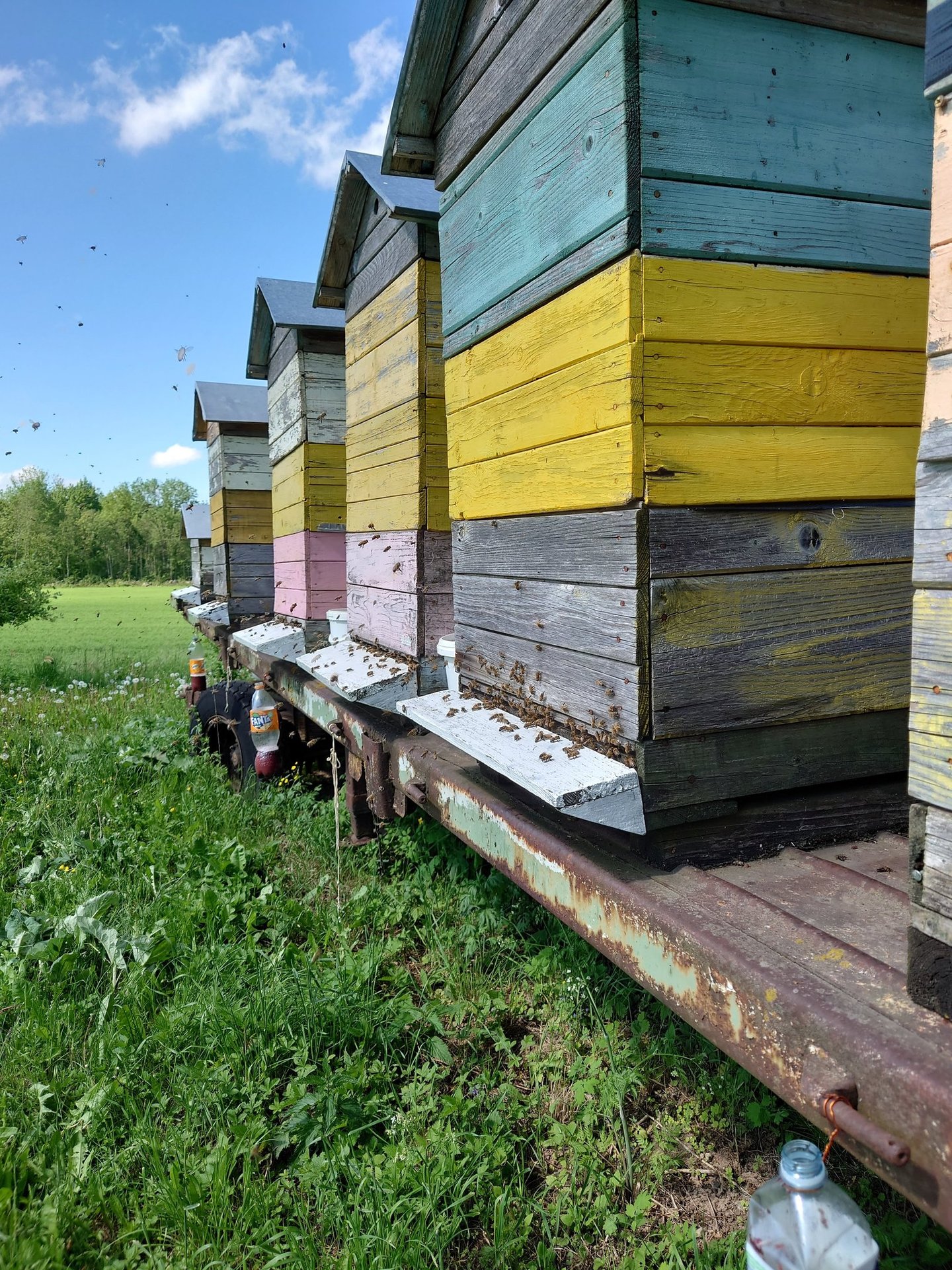 Apis cara medus kungiai