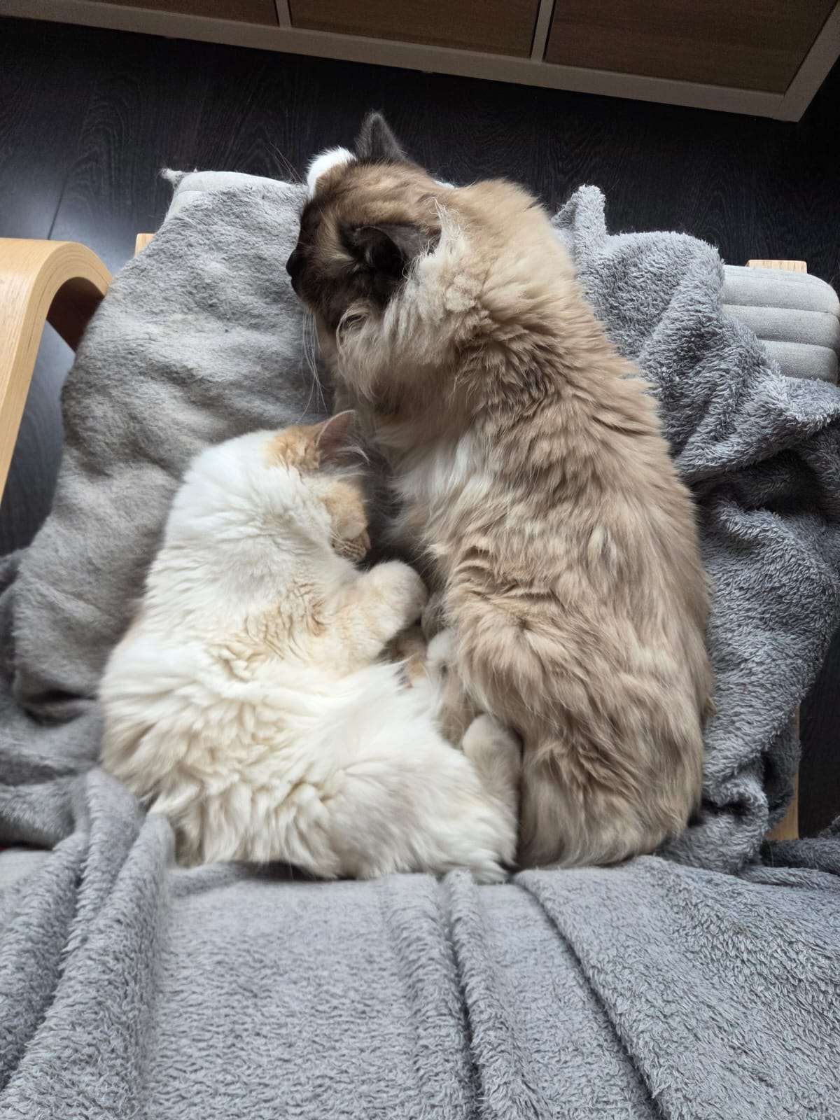 Chats Sacré de Birmanie - Yuki - Sora