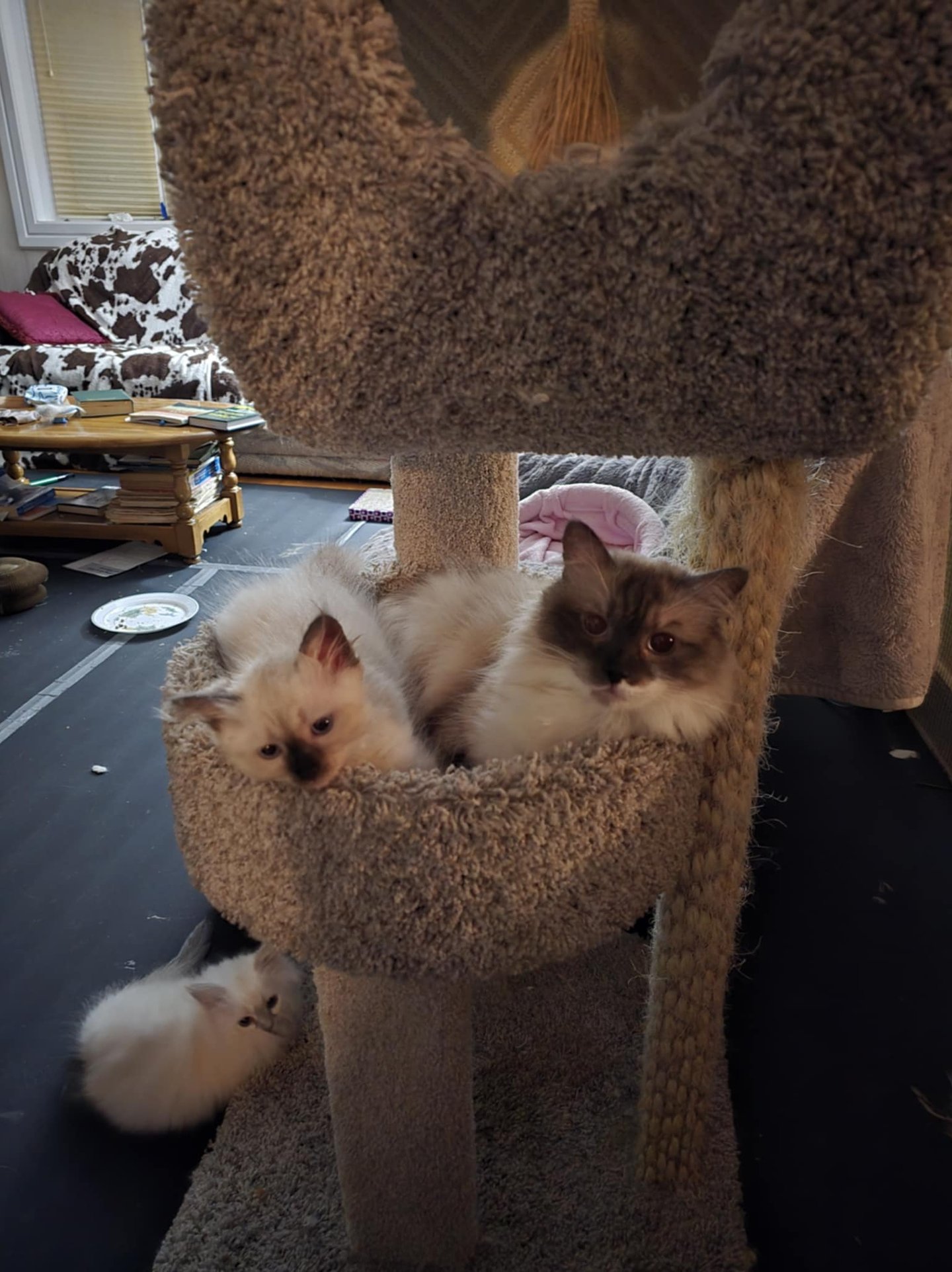 Seal Color Point Hypoallergenic Russian Siberian Forest Cat and kitten in cat tree