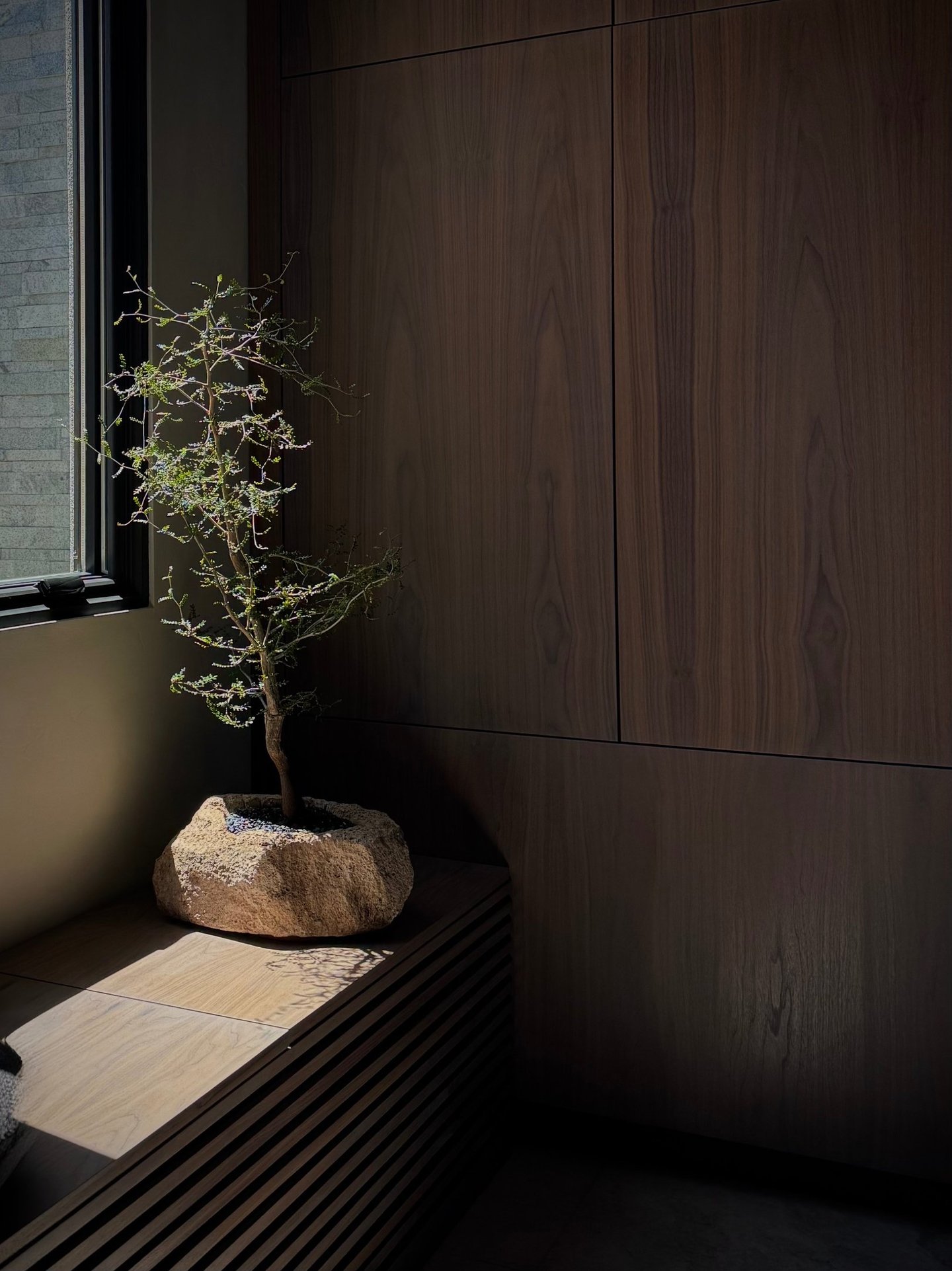 Sculptural operculicarya tree in a Tucson residential interior, plant design by Botanic Bliss Co.